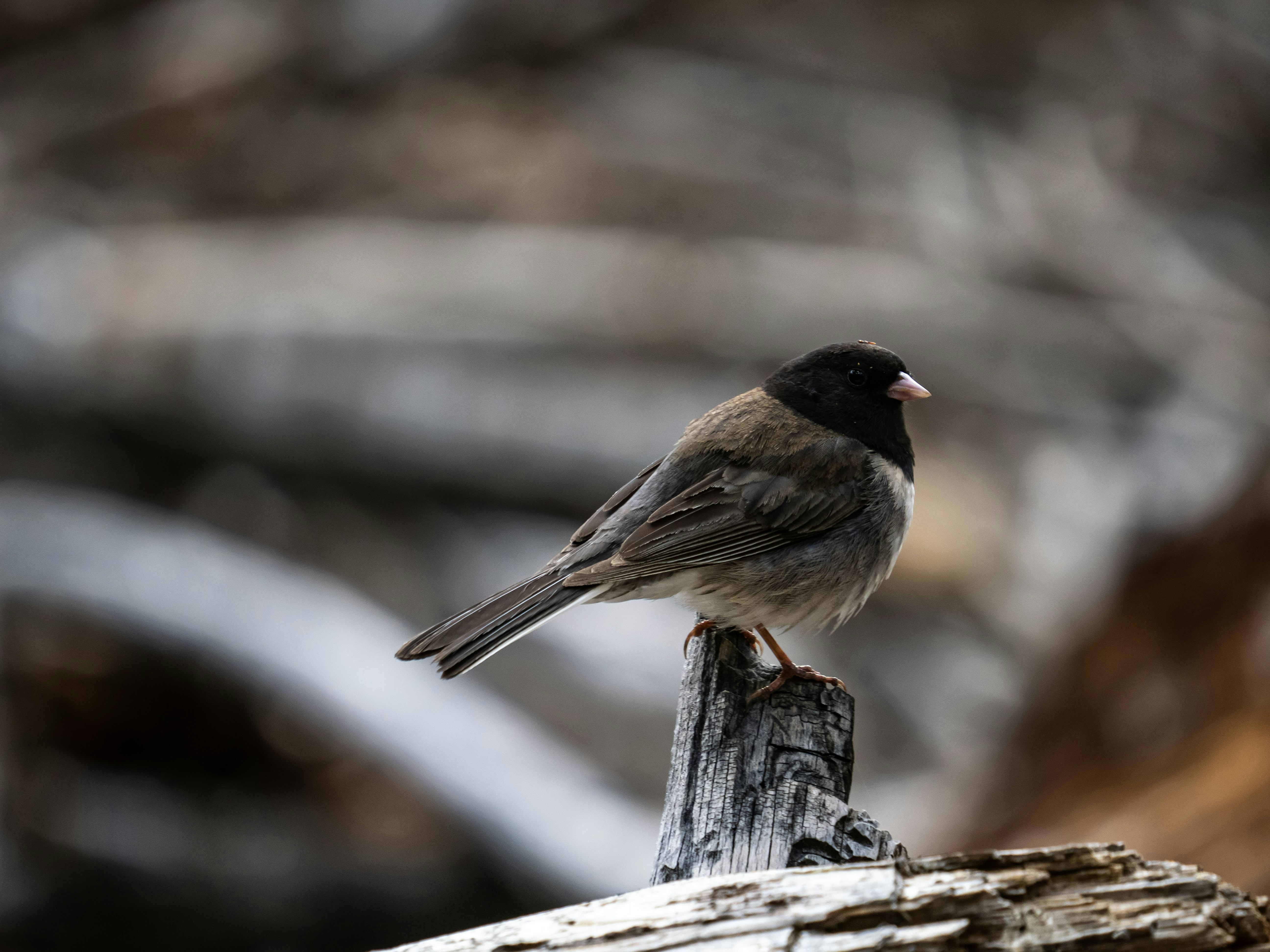 A small dark-headed bird perches on a weathered wooden post.