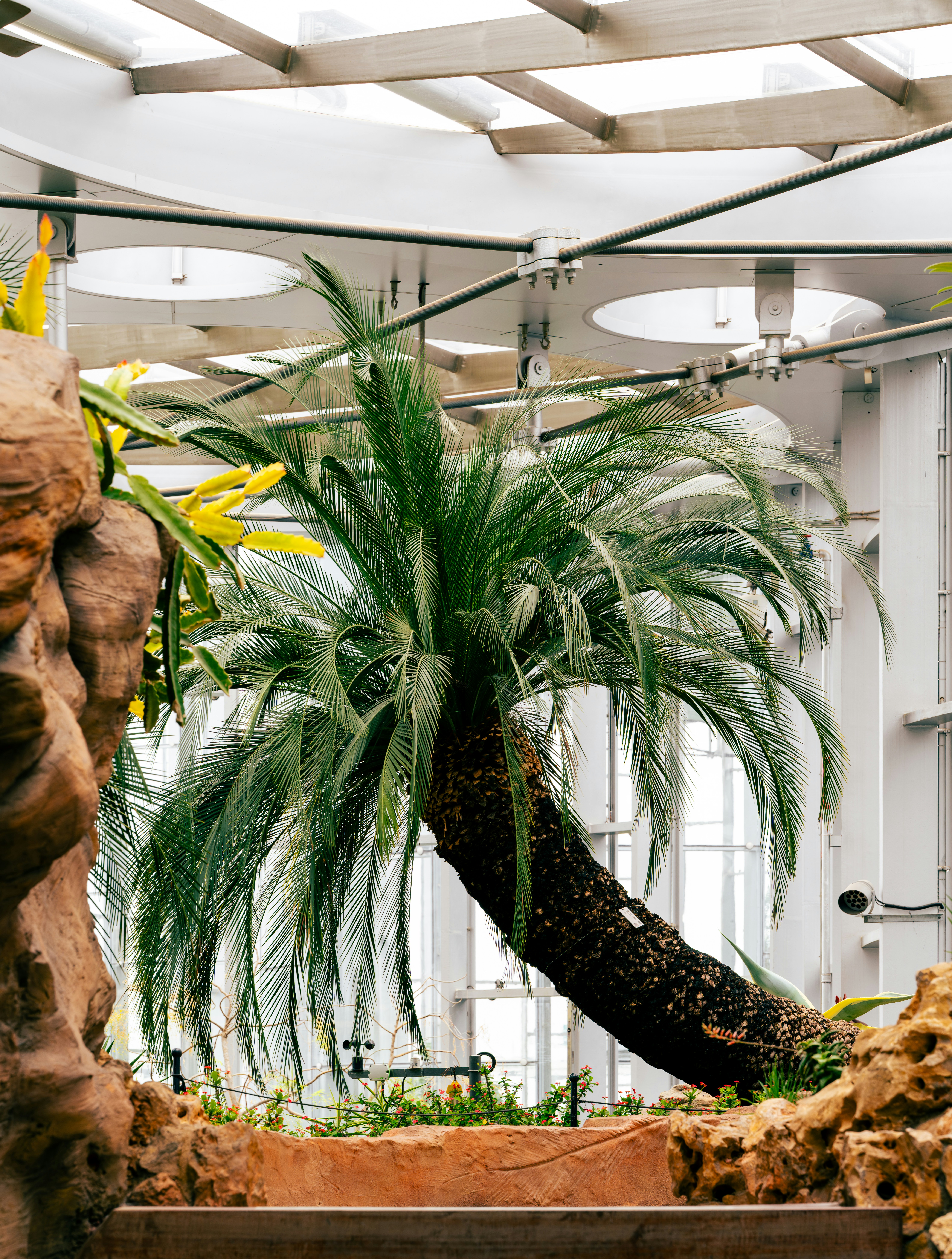 A palm tree growing inside a modern greenhouse structure.