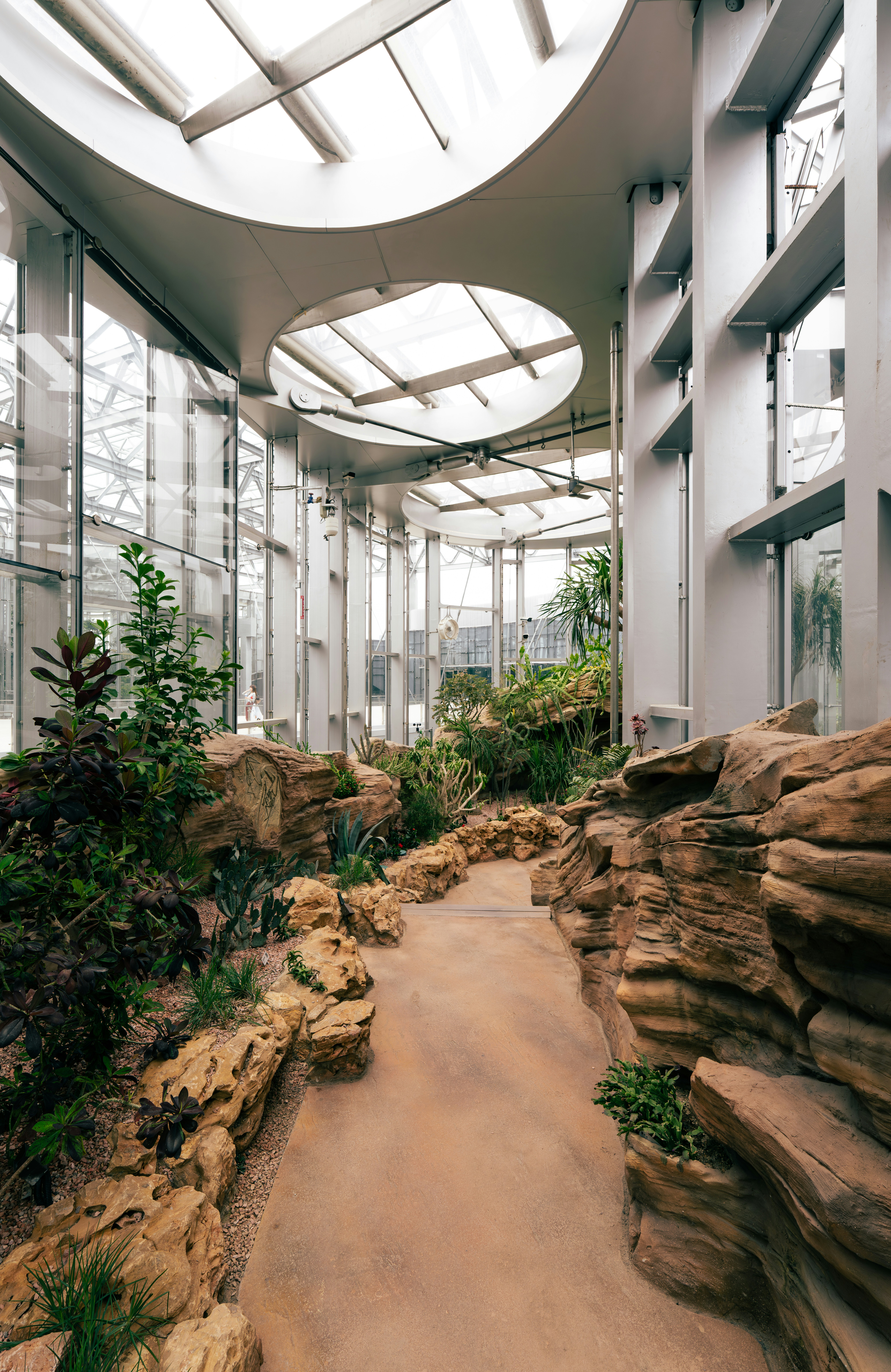 Modern greenhouse interior with desert plants and rocky path.