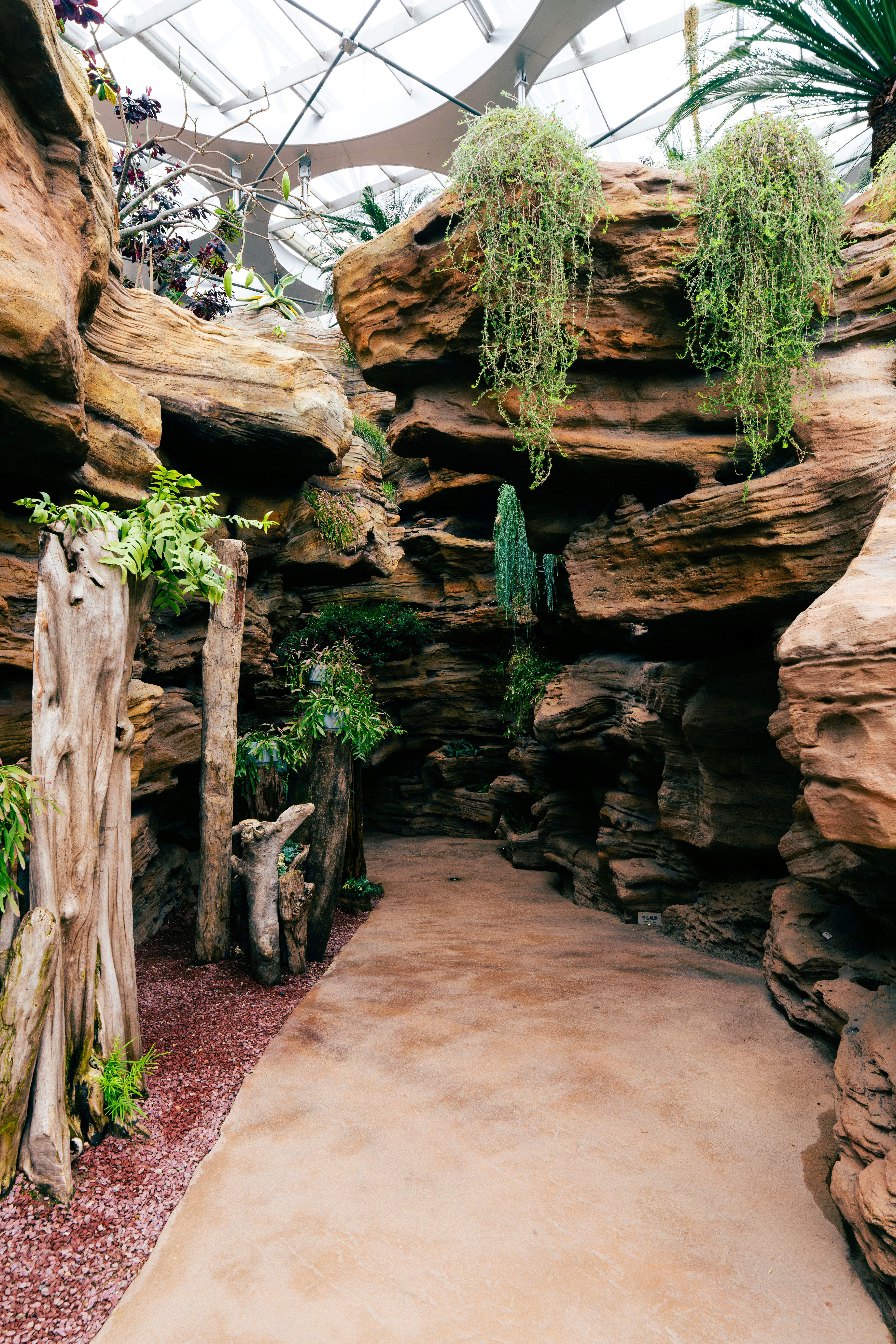 Pathway through a rocky indoor garden with lush green plants.