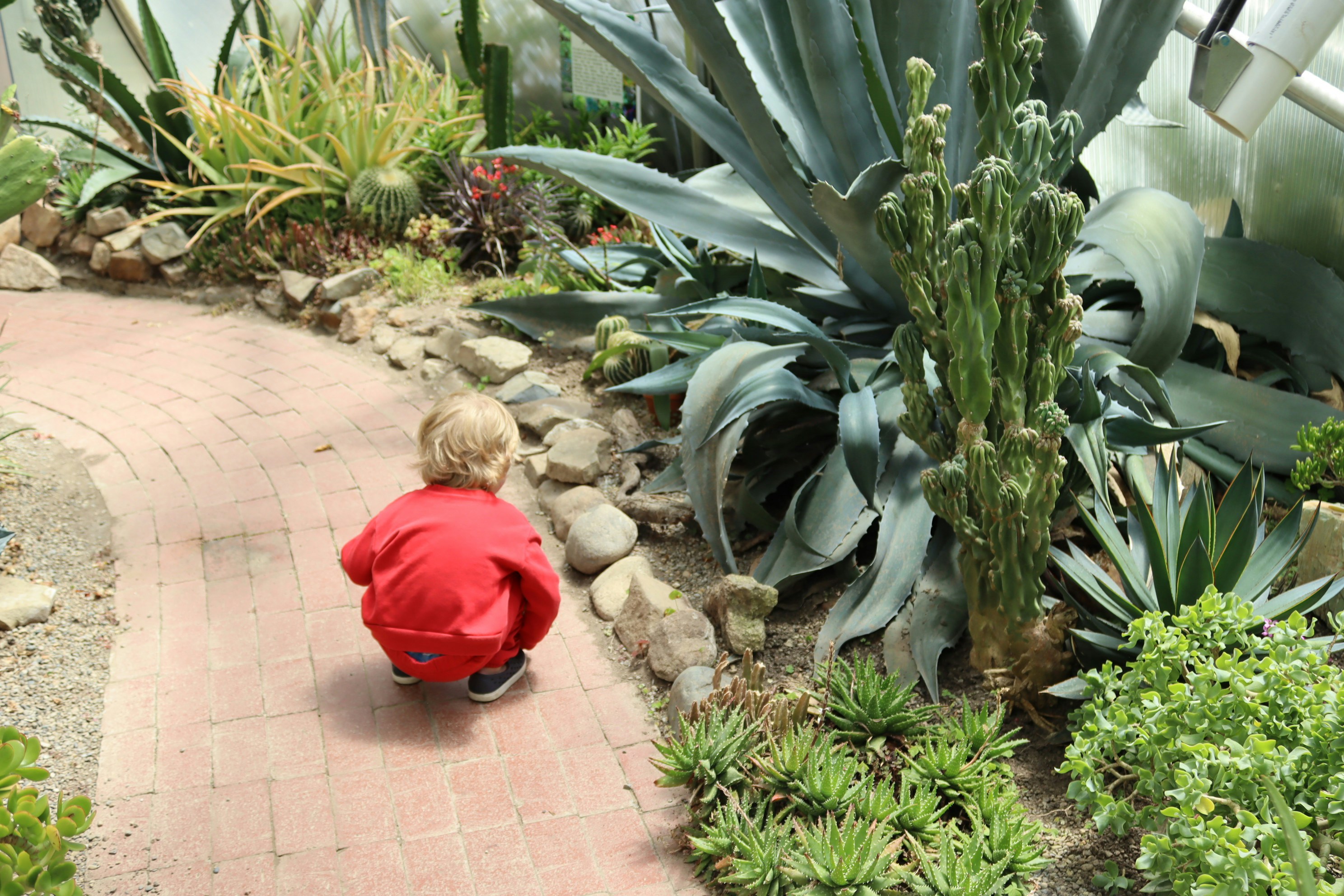 Toddler squats on brick path amidst diverse desert plants.