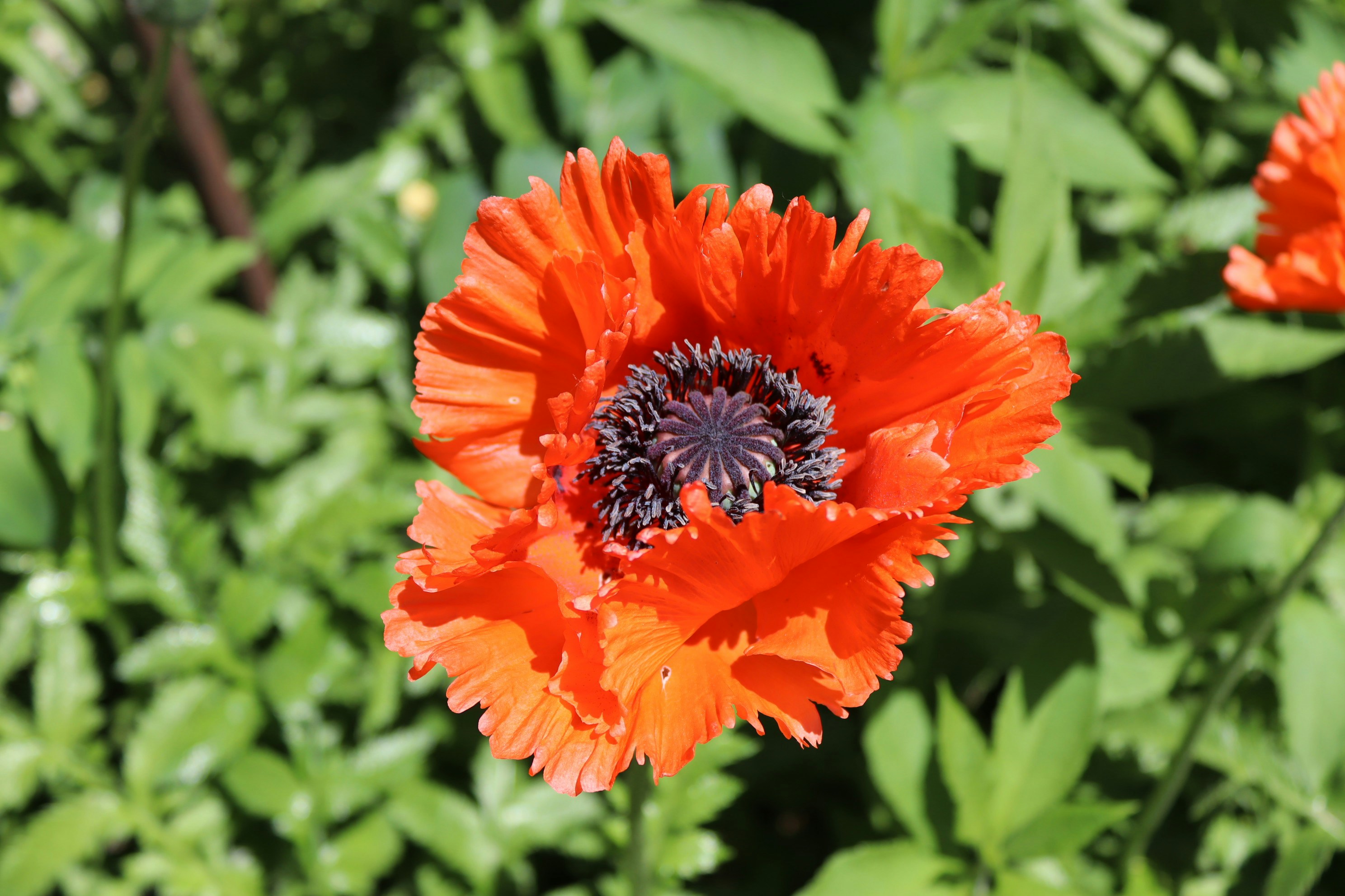 Vibrant red poppy flower with dark center.