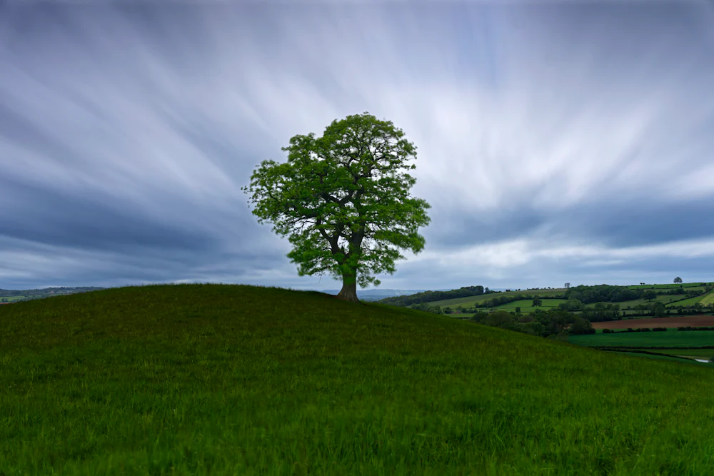 A single tree on the crown of a grassy hill under moving cloud.