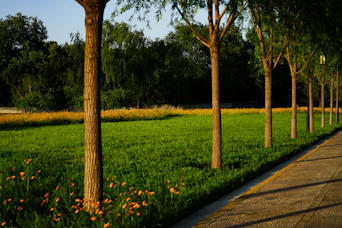 Sunlight on path, row of trees, and green grass.