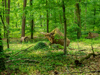 A lush green forest with fallen trees and dense undergrowth.