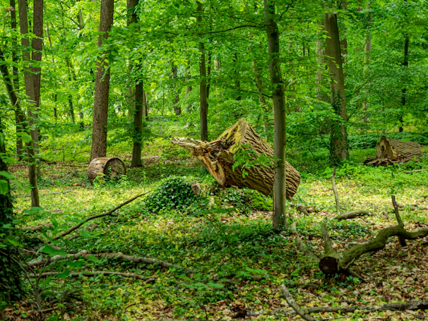 A lush green forest with fallen trees and dense undergrowth.