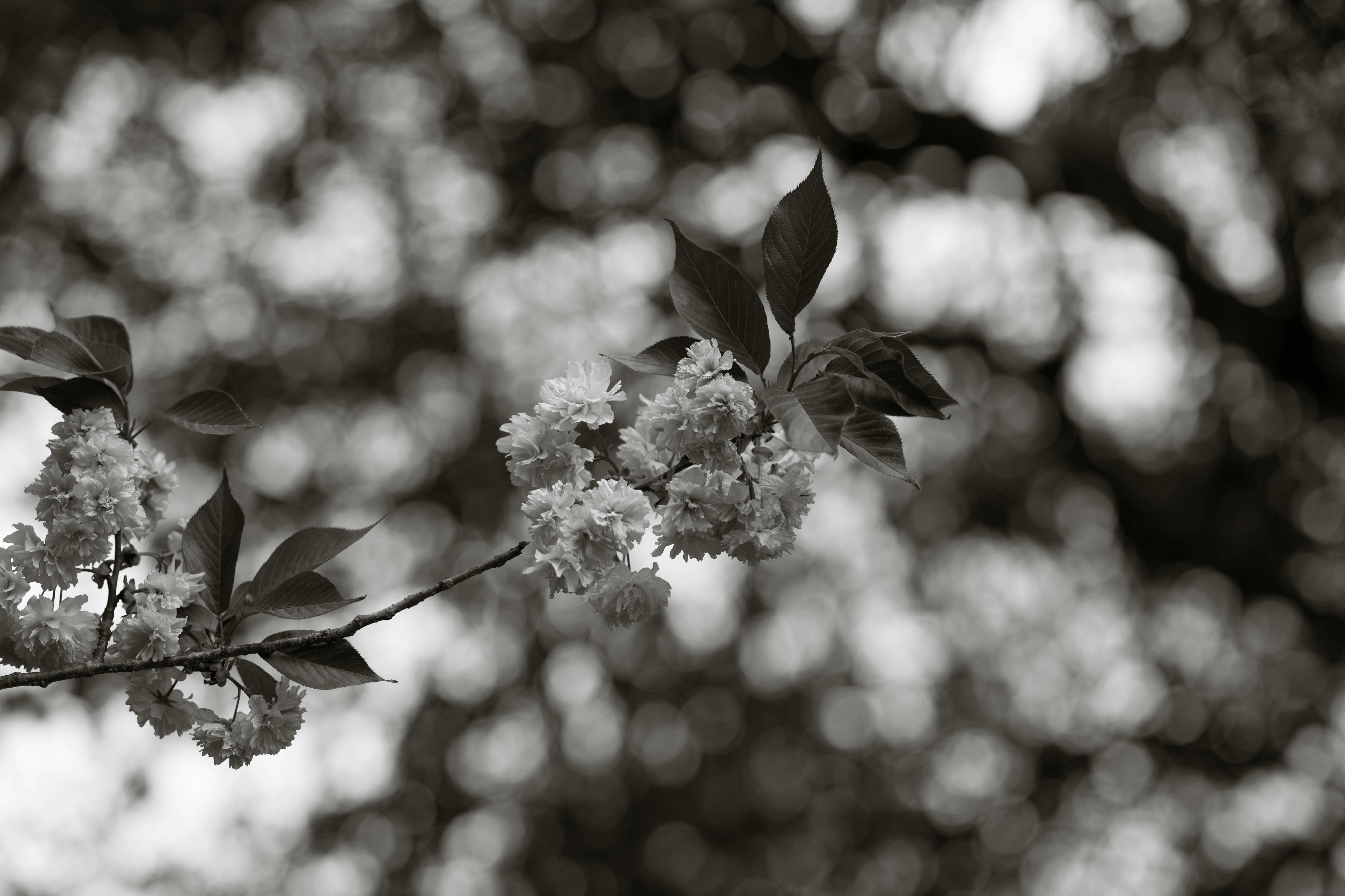 Photo by princessphotography42