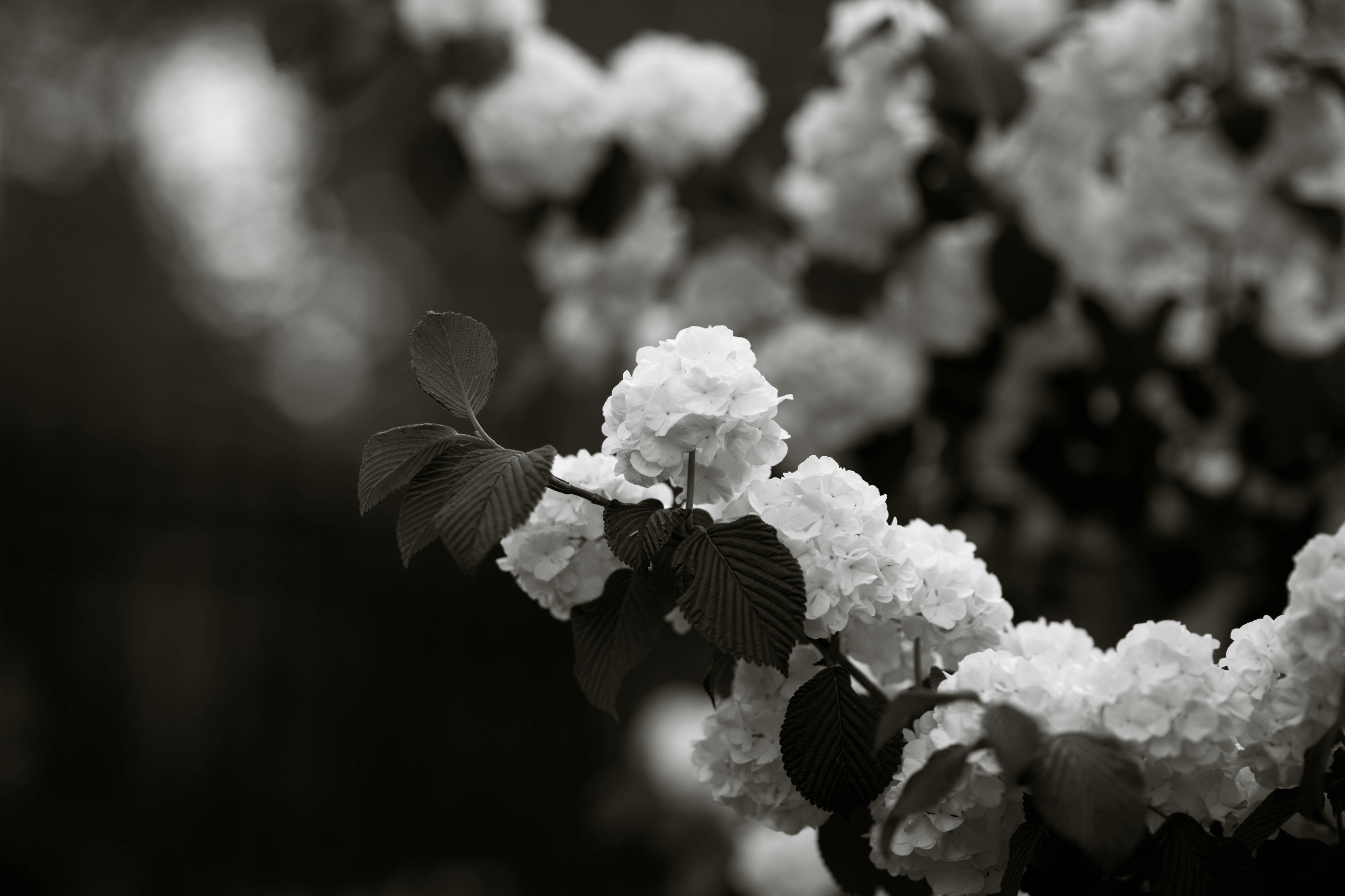 Photo by princessphotography42