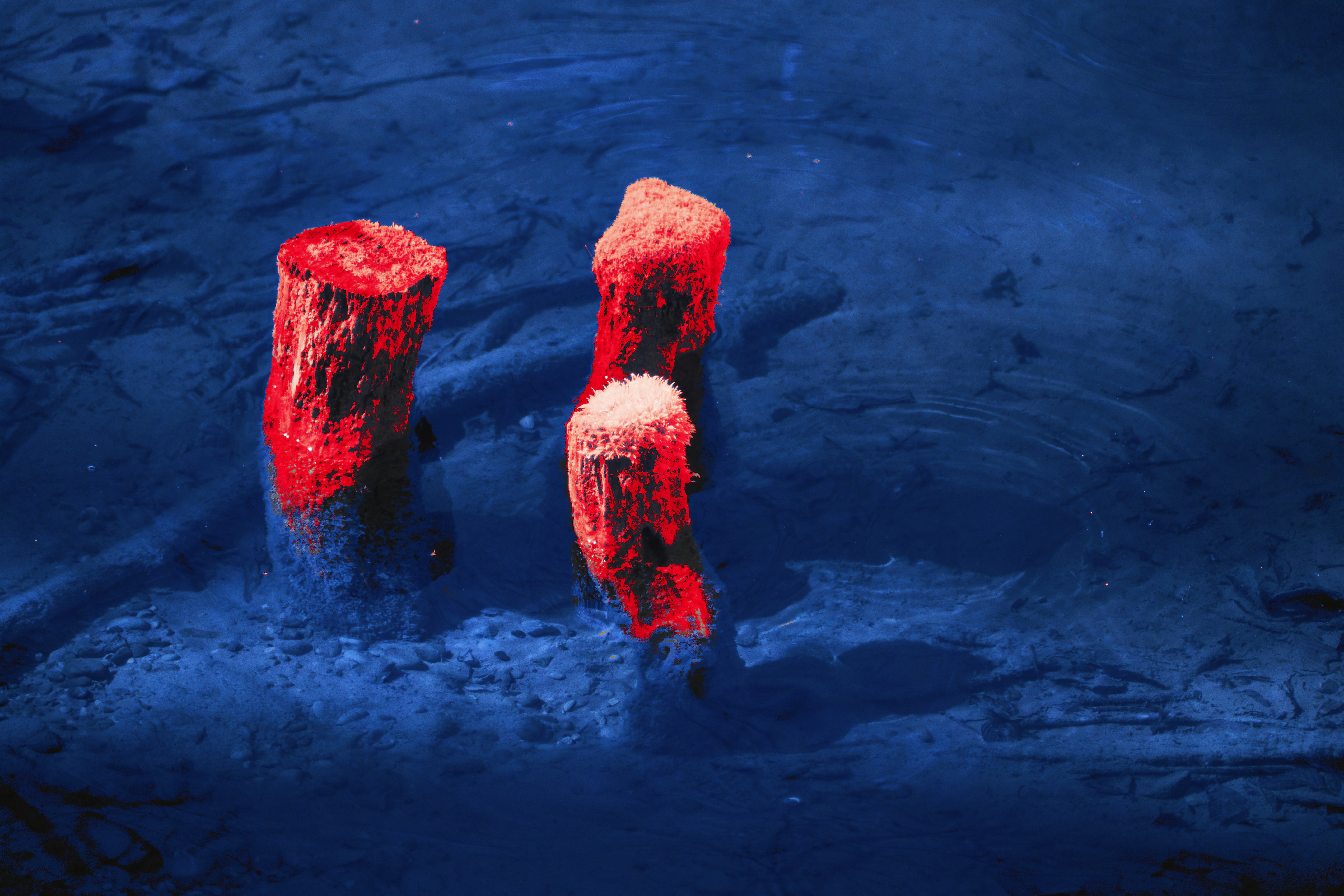 Trois troncs rouges immergés dans une eau bleu profond.