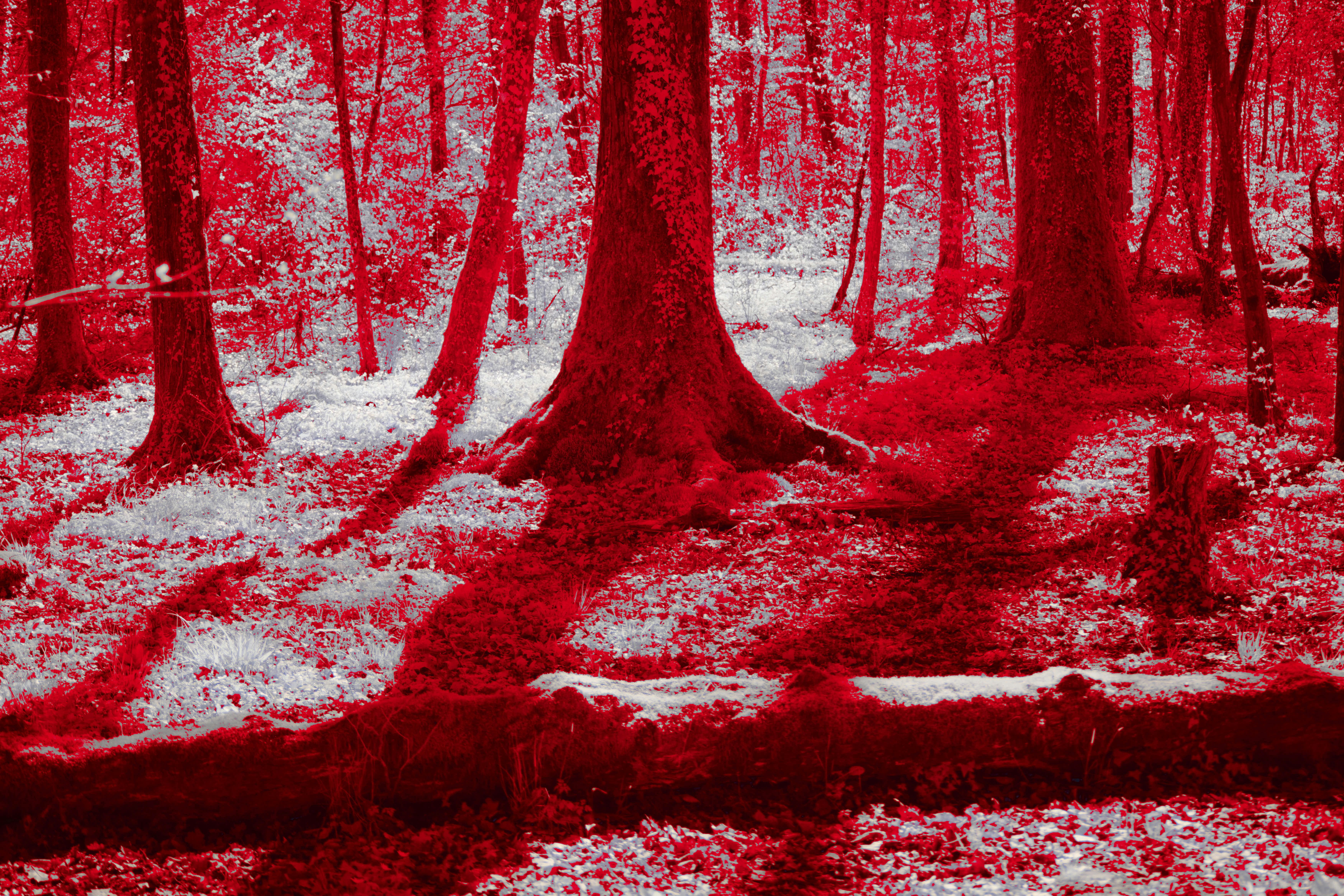 Forêt rouge et blanche surréaliste avec de grands troncs d’arbres.