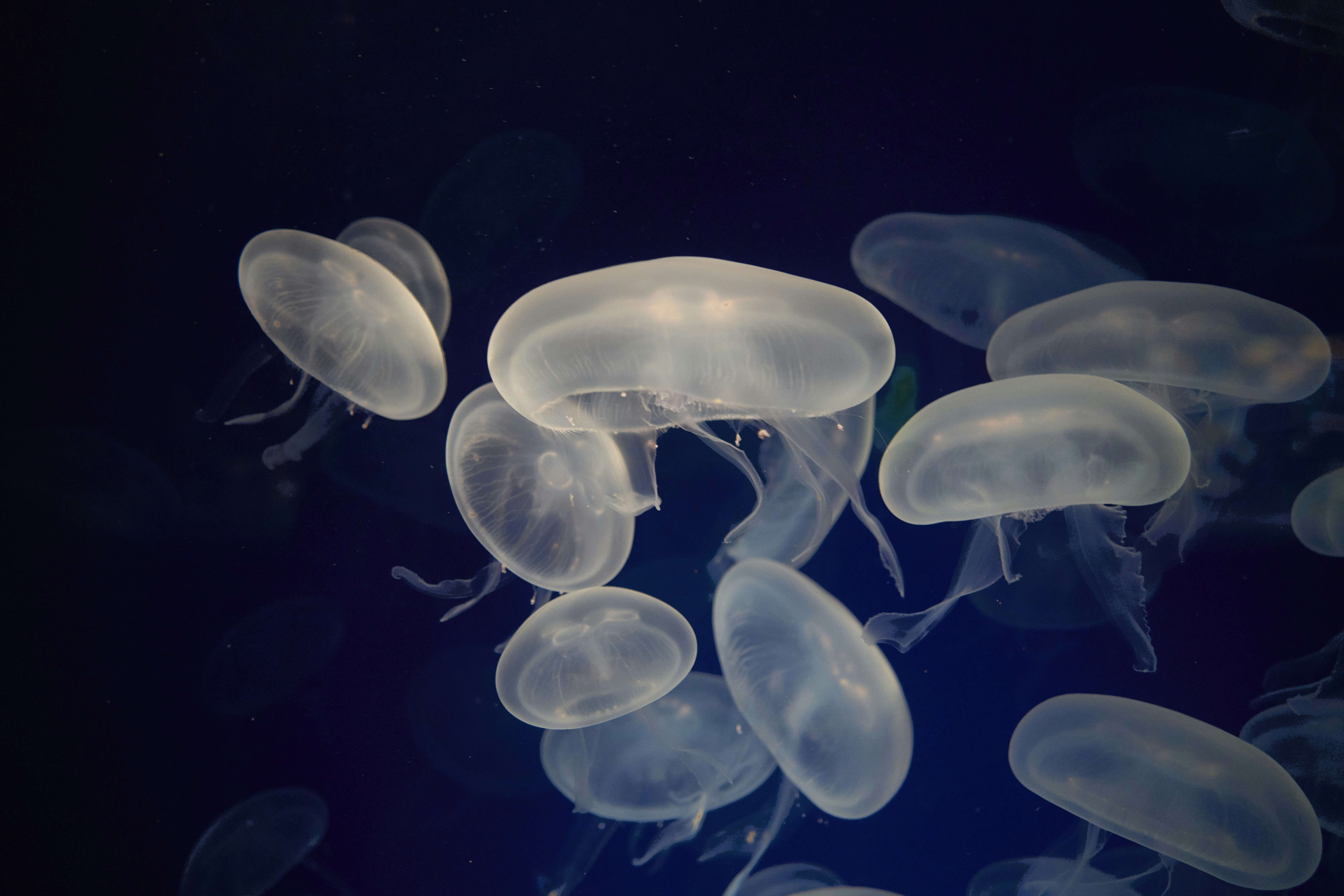 Plusieurs méduses translucides nagent dans l’eau sombre.