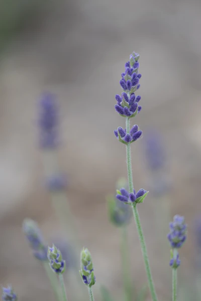 Vibrant purple lavender flower spike in soft focus.