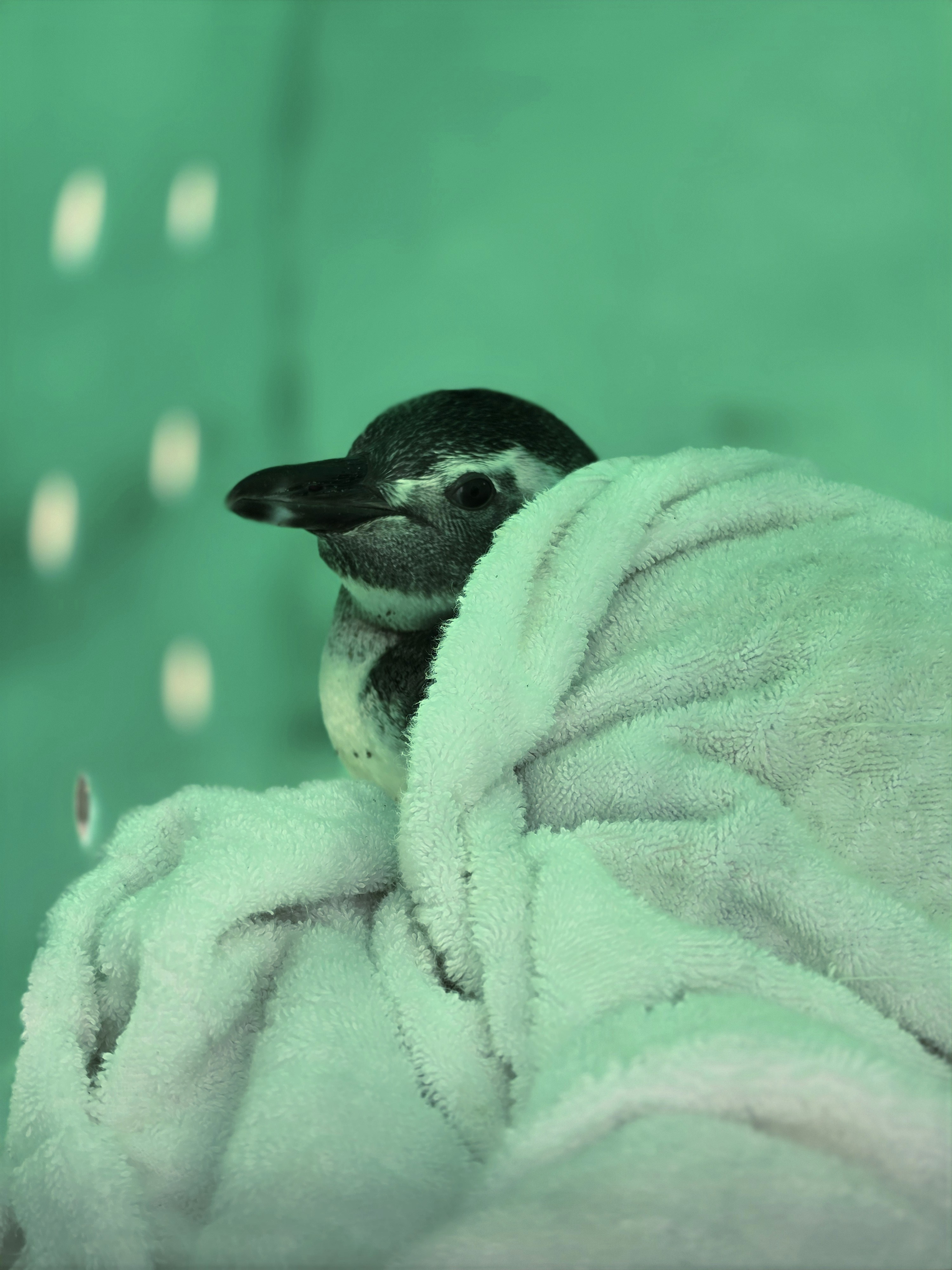 Pinguino avvolto in un asciugamano bianco.