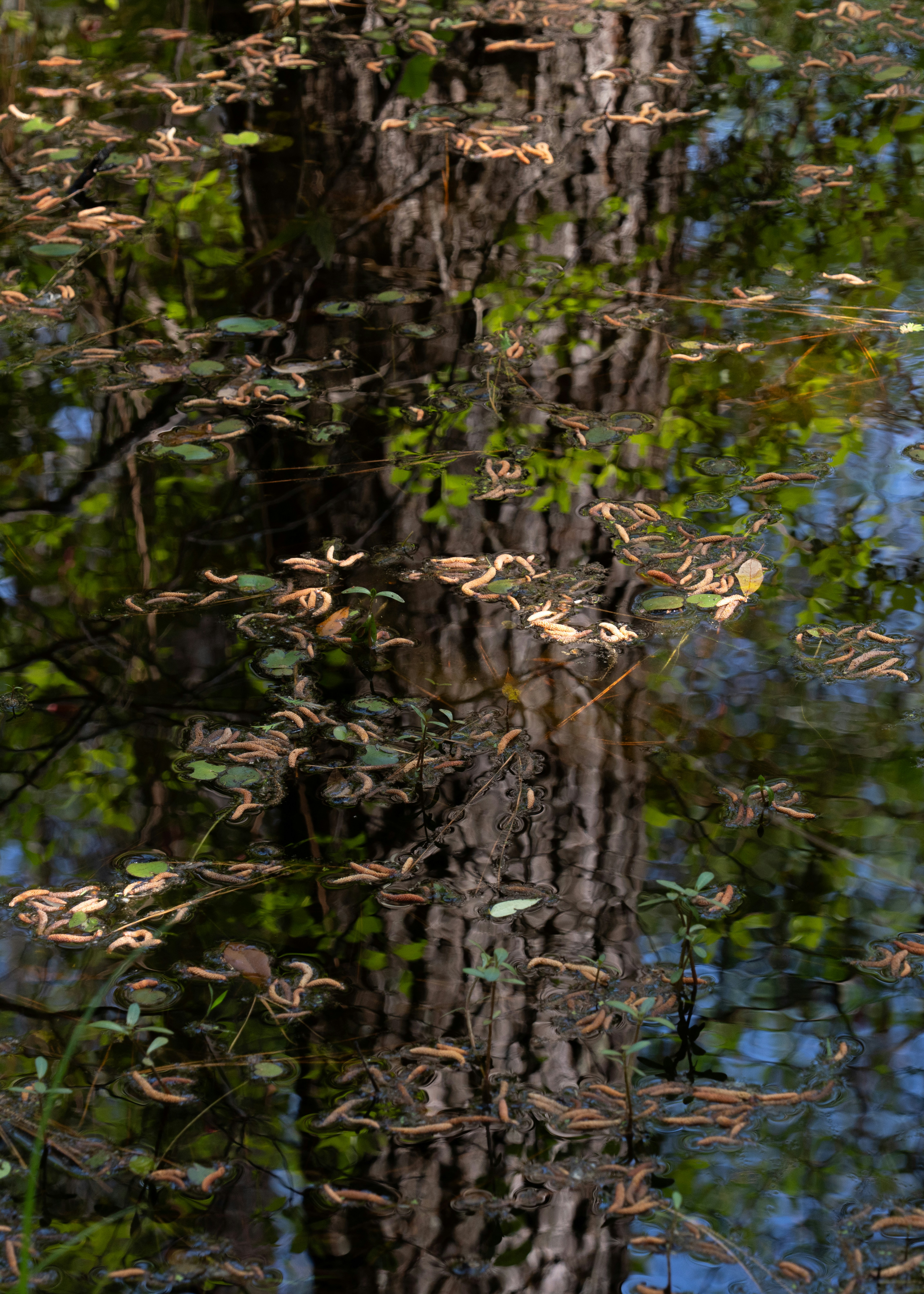 Tree trunk and green leaves reflected in rippling water.