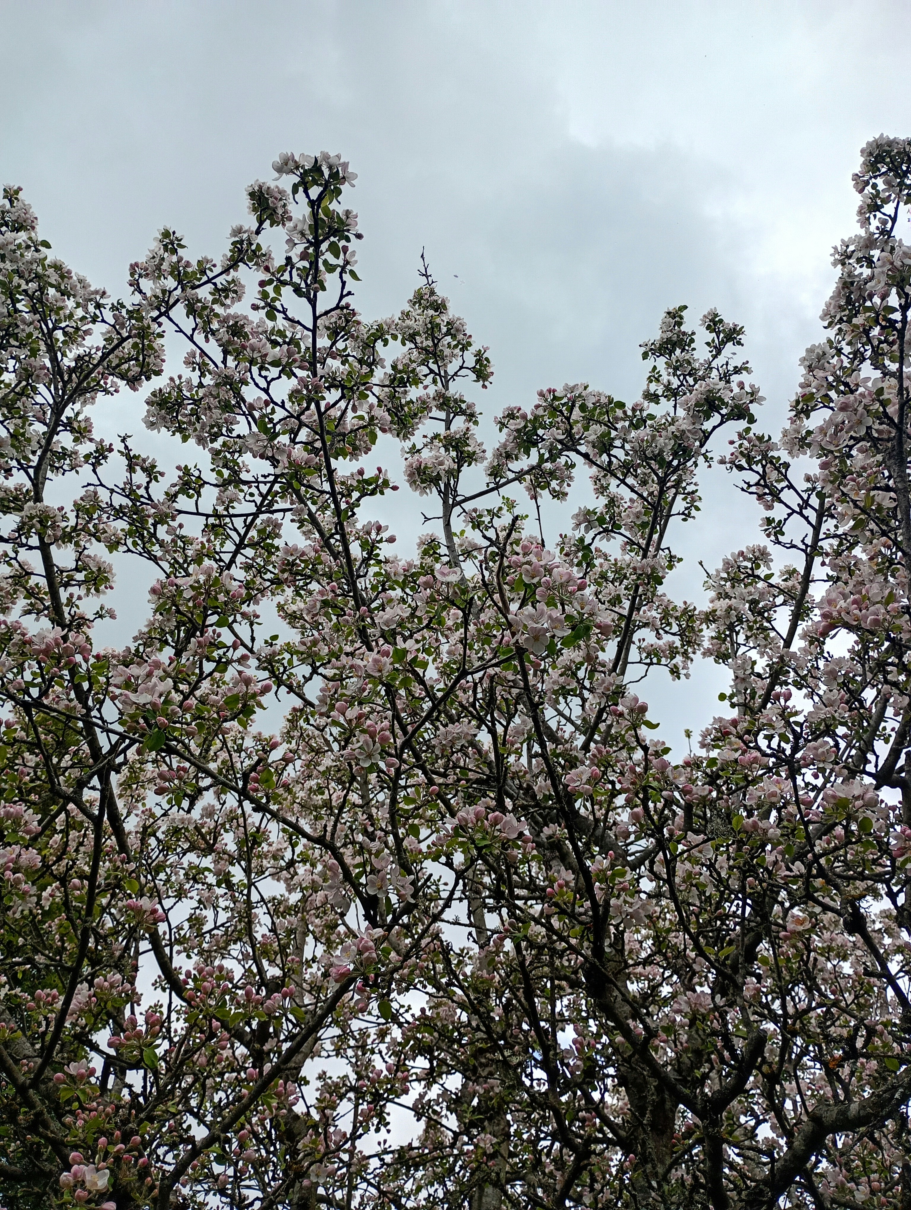 Flowering tree branches with pink blossoms against a cloudy sky.