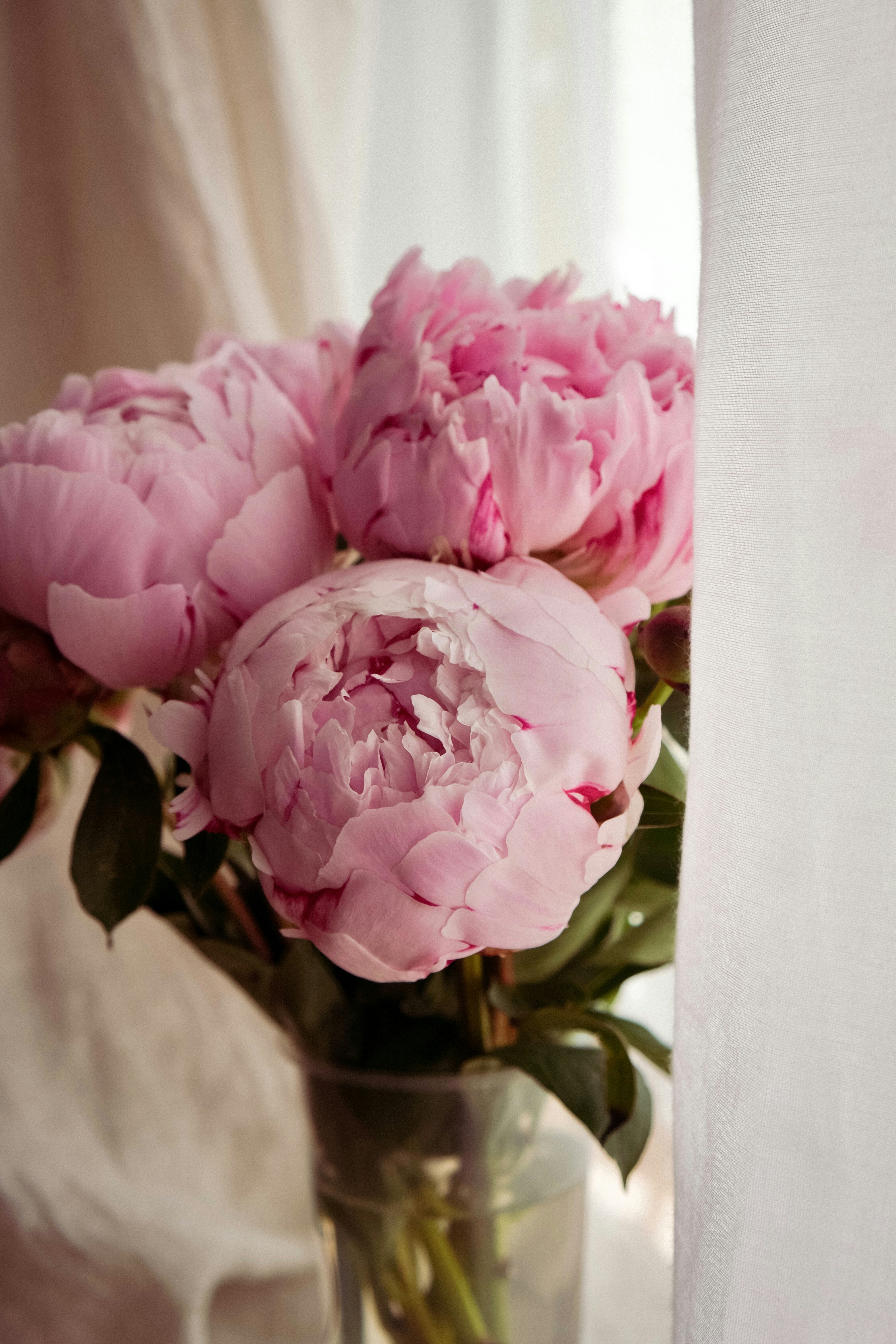 Peony merah muda cerah dalam vas kaca.