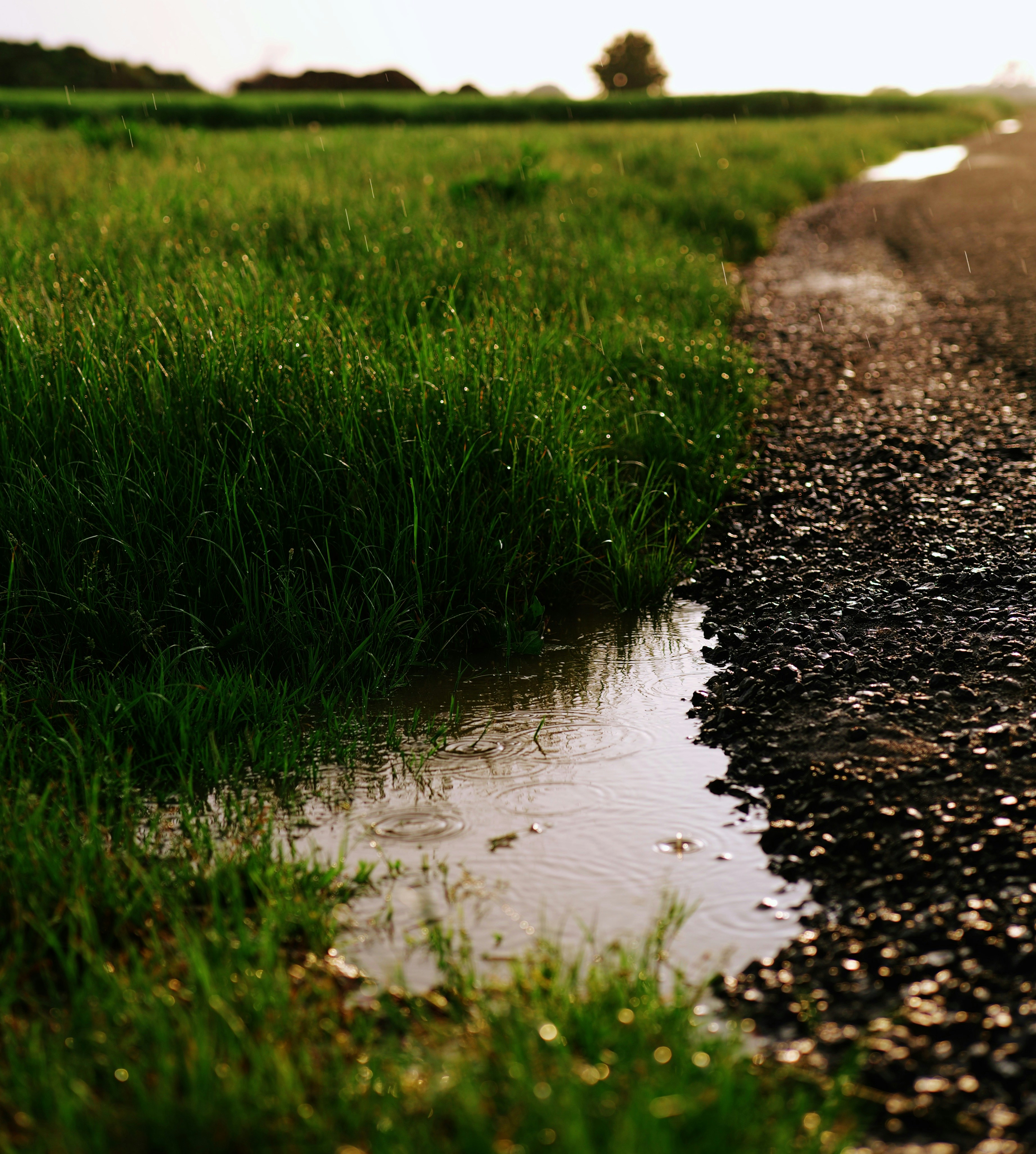 Camino natural verde que representa el elemento Tierra y el enraizamiento del cuerpo
