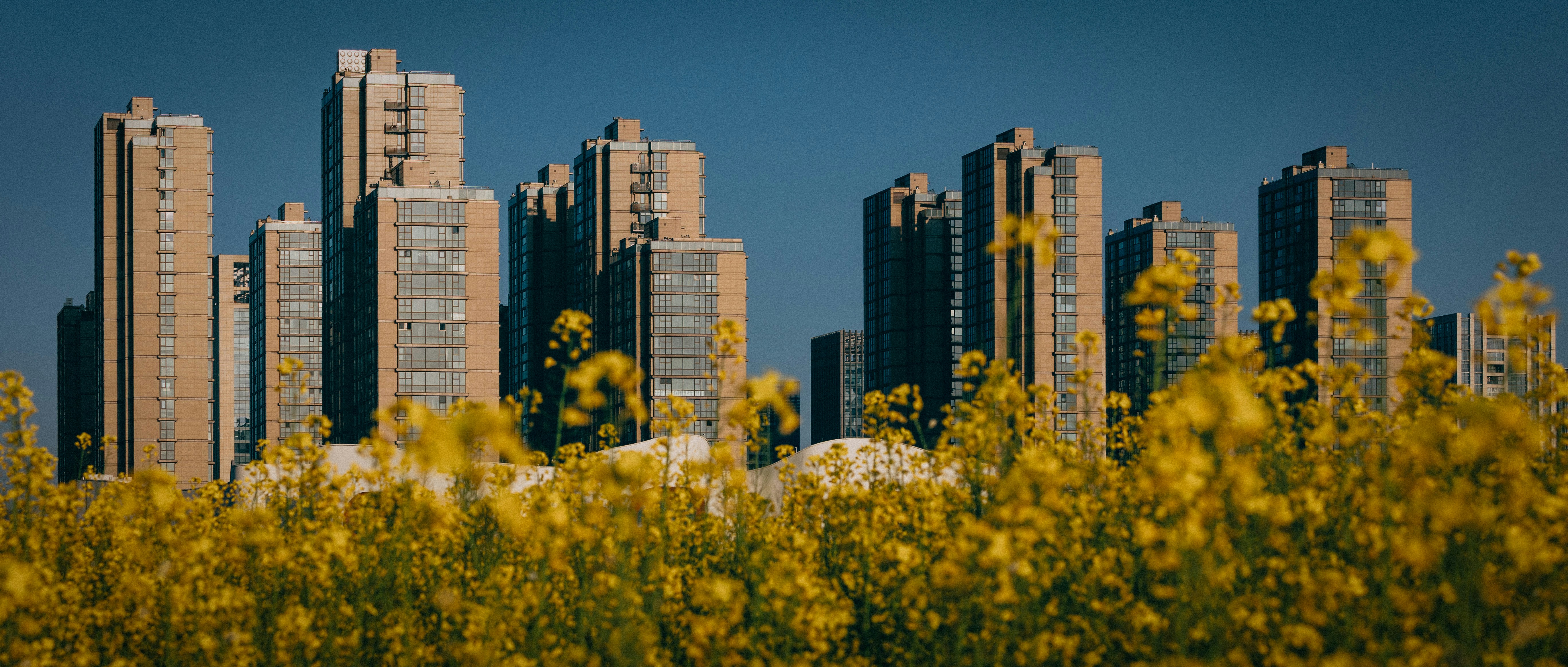 Tall buildings rise behind a field of vibrant yellow flowers