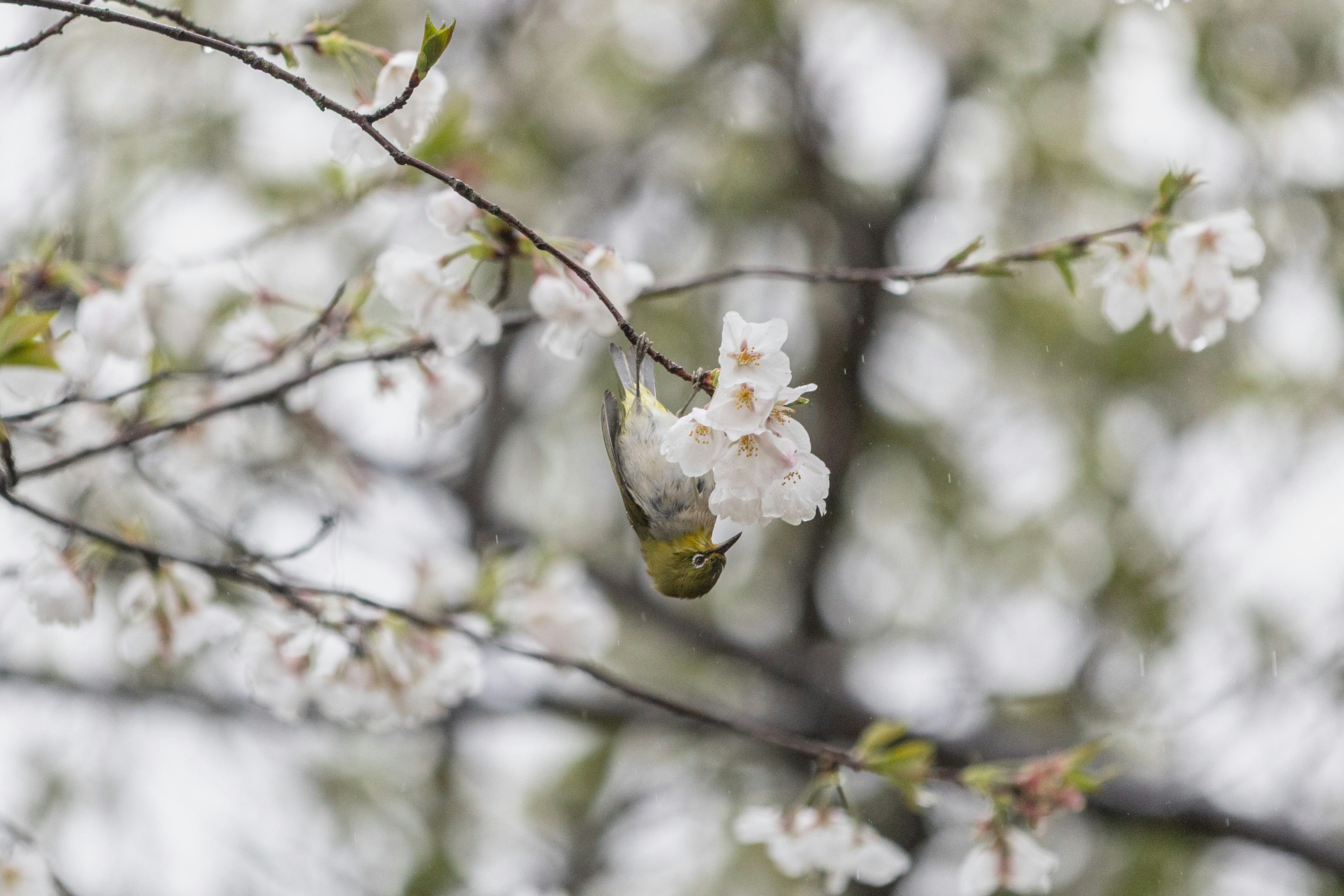 Photo by guheihei2333