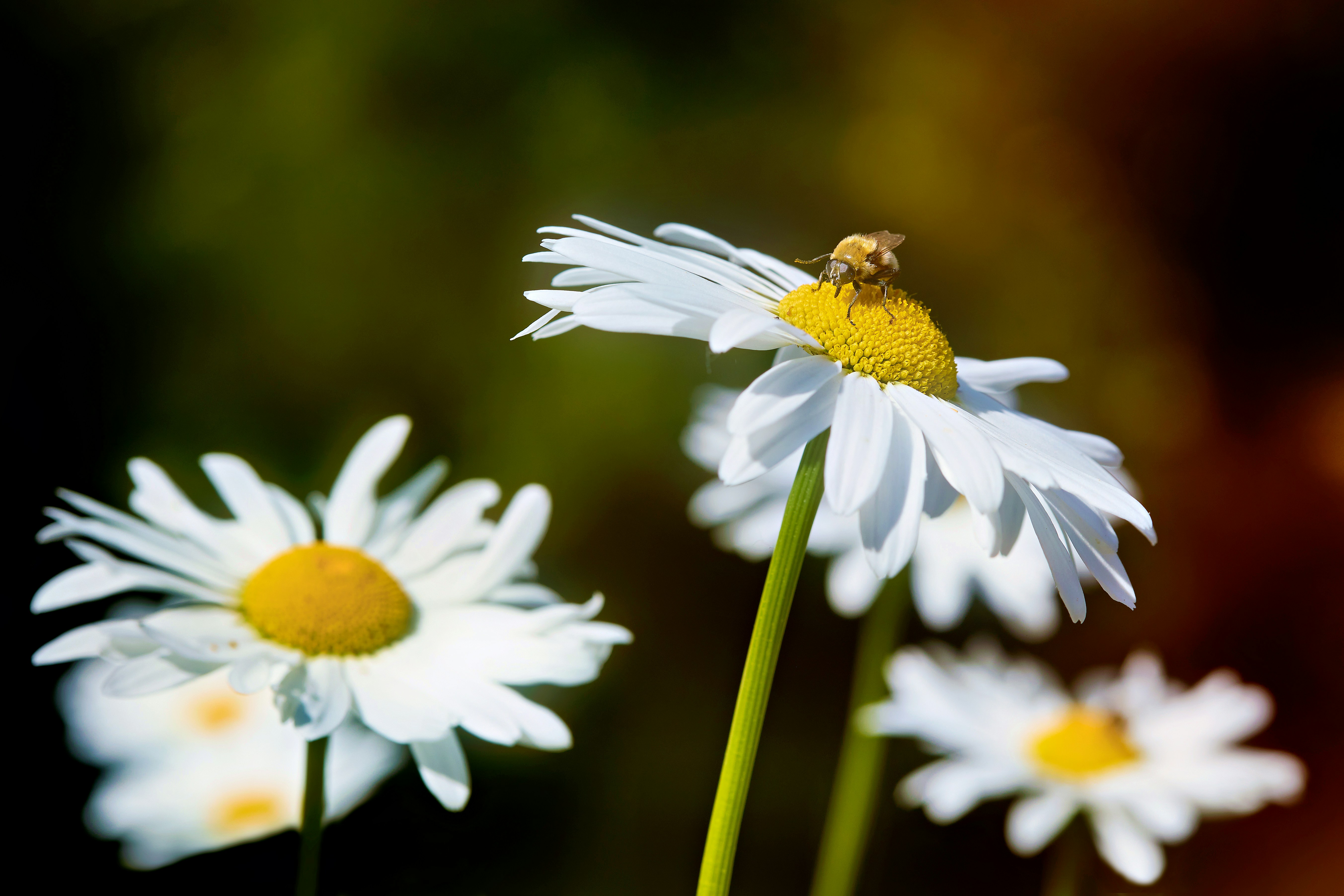 Photo by erwinbosman