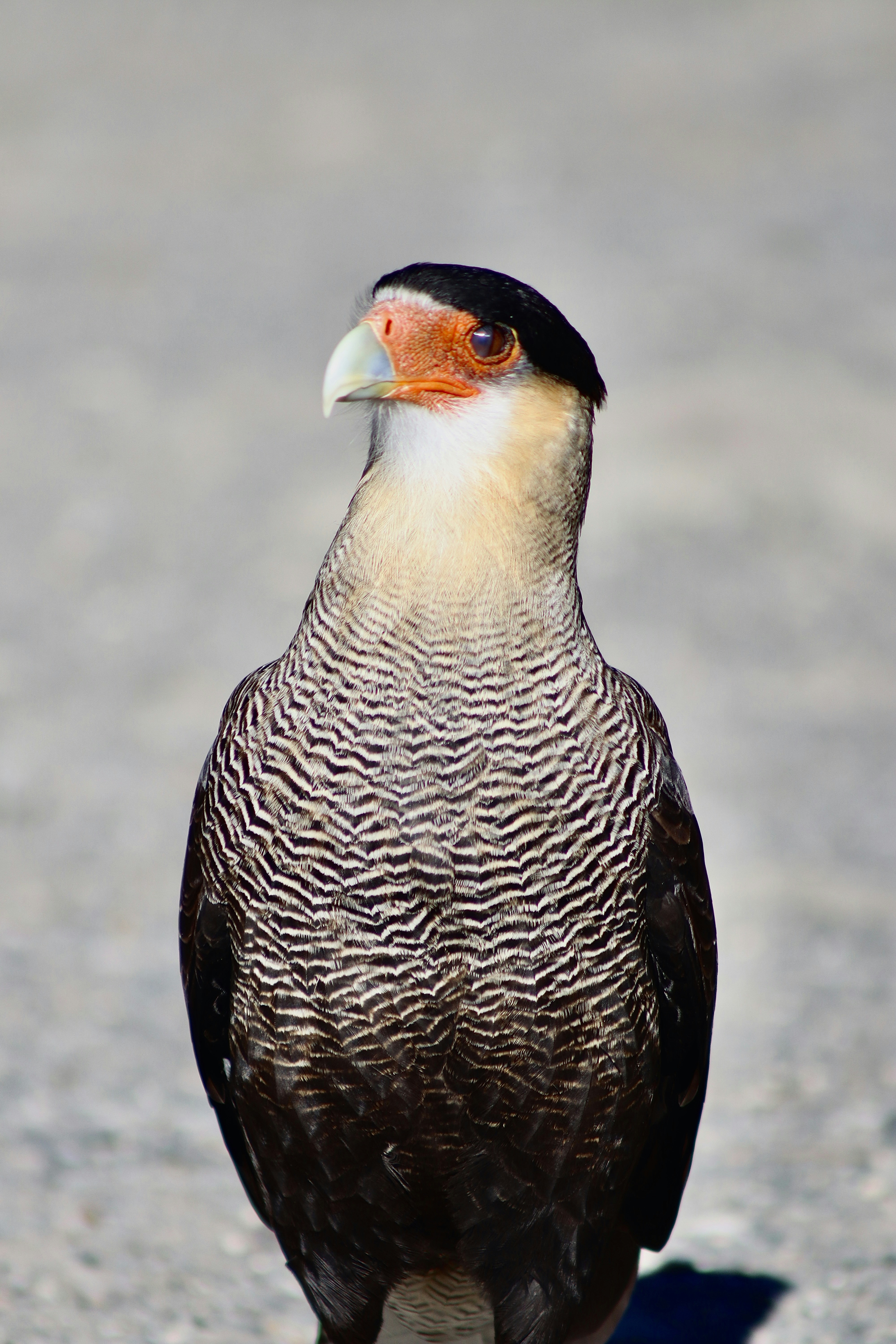 Un uccello caracara con il distintivo berretto nero e il volto arancione.