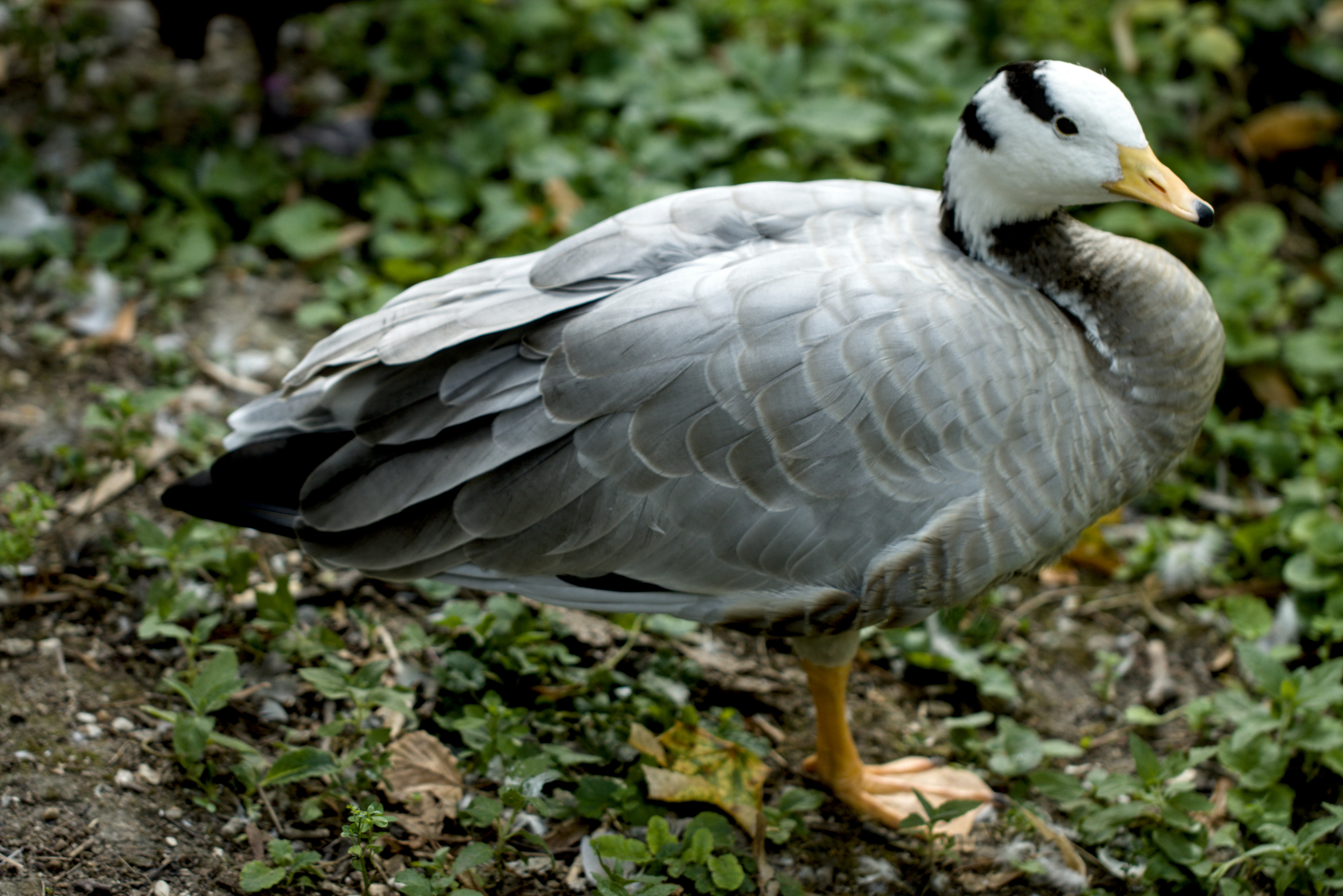 A bar-headed goose stands on green foliage