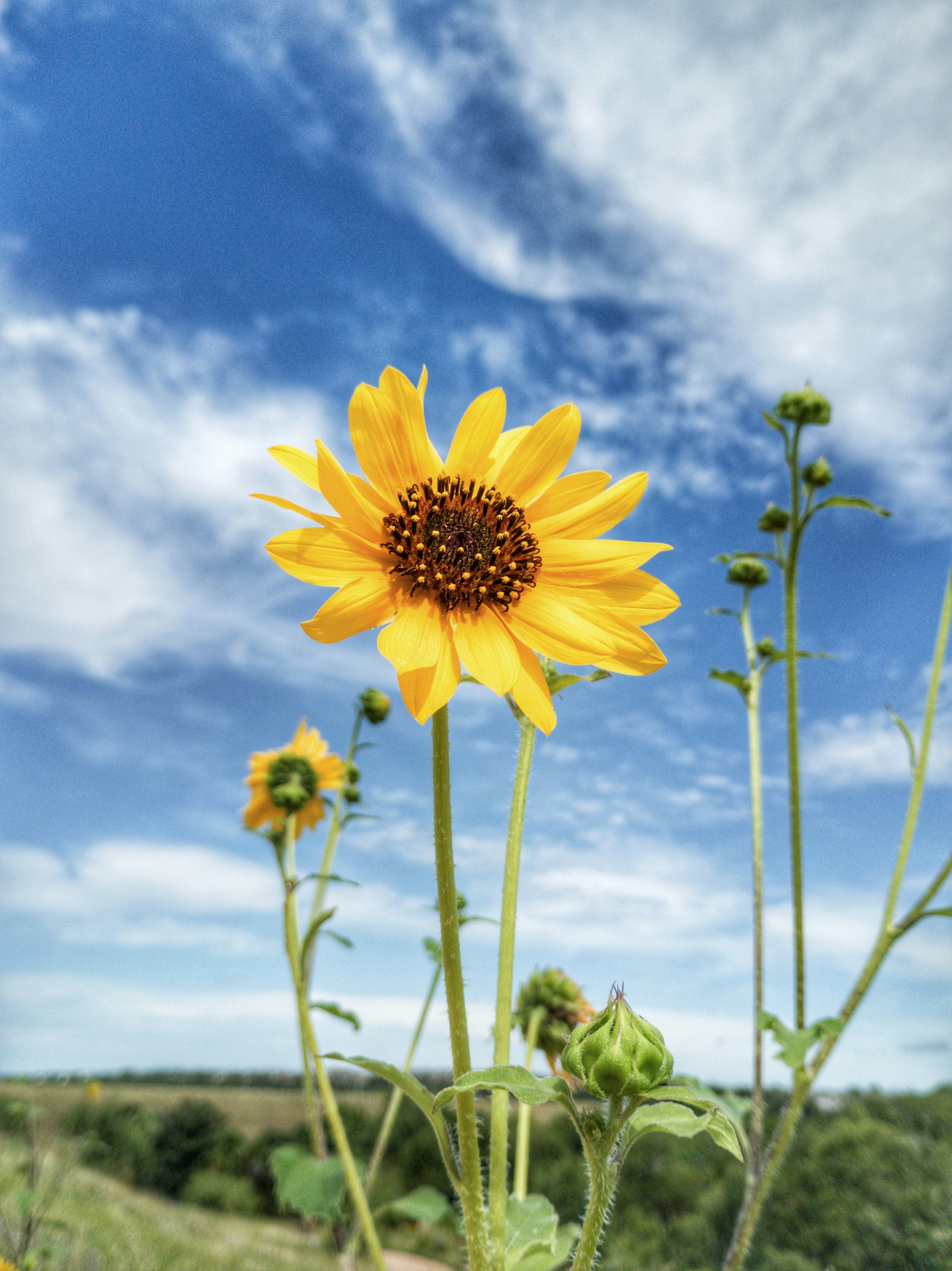 Un girasole giallo fiorisce sotto un cielo azzurro brillante.