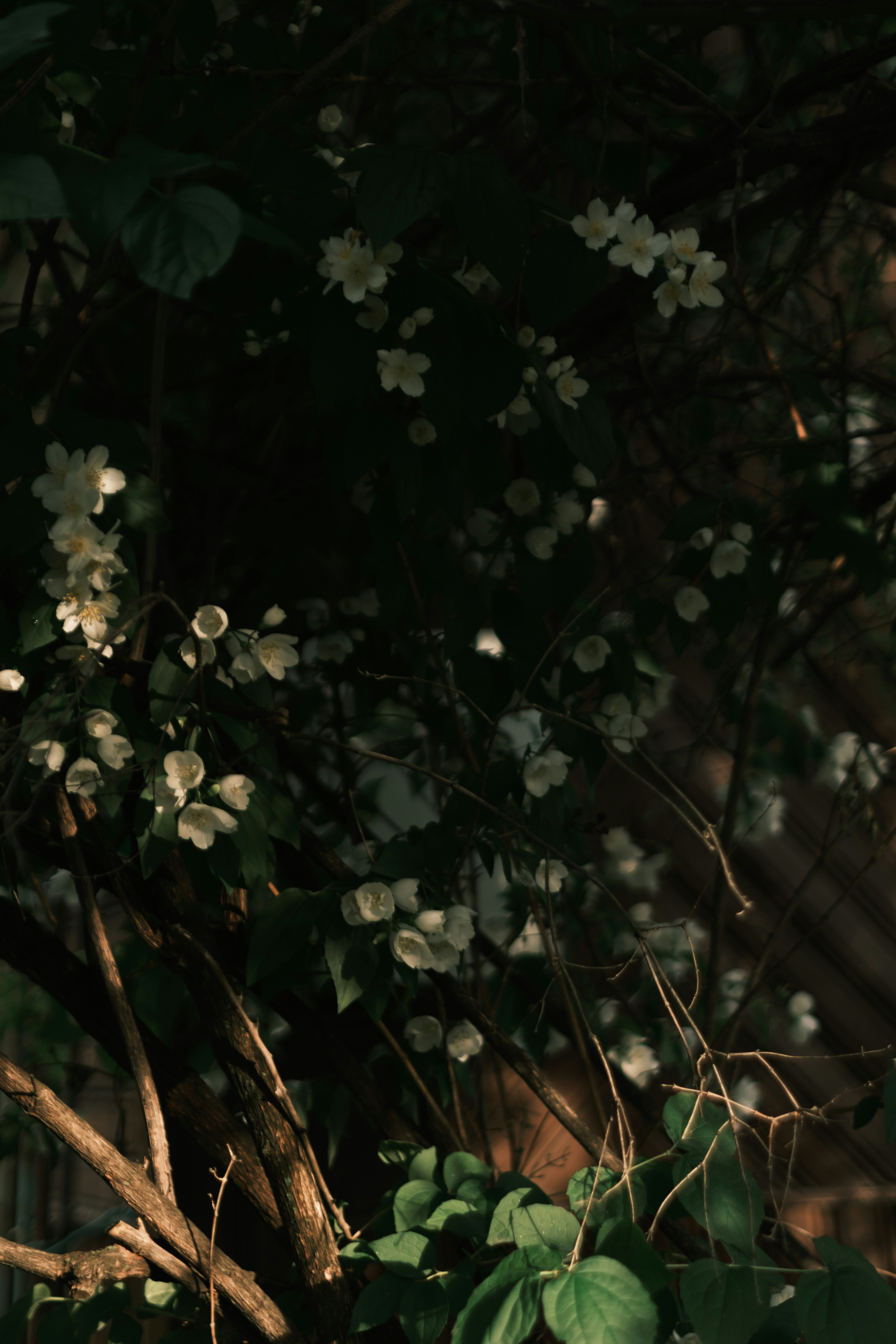 Delicate white flowers on dark branches with green foliage.