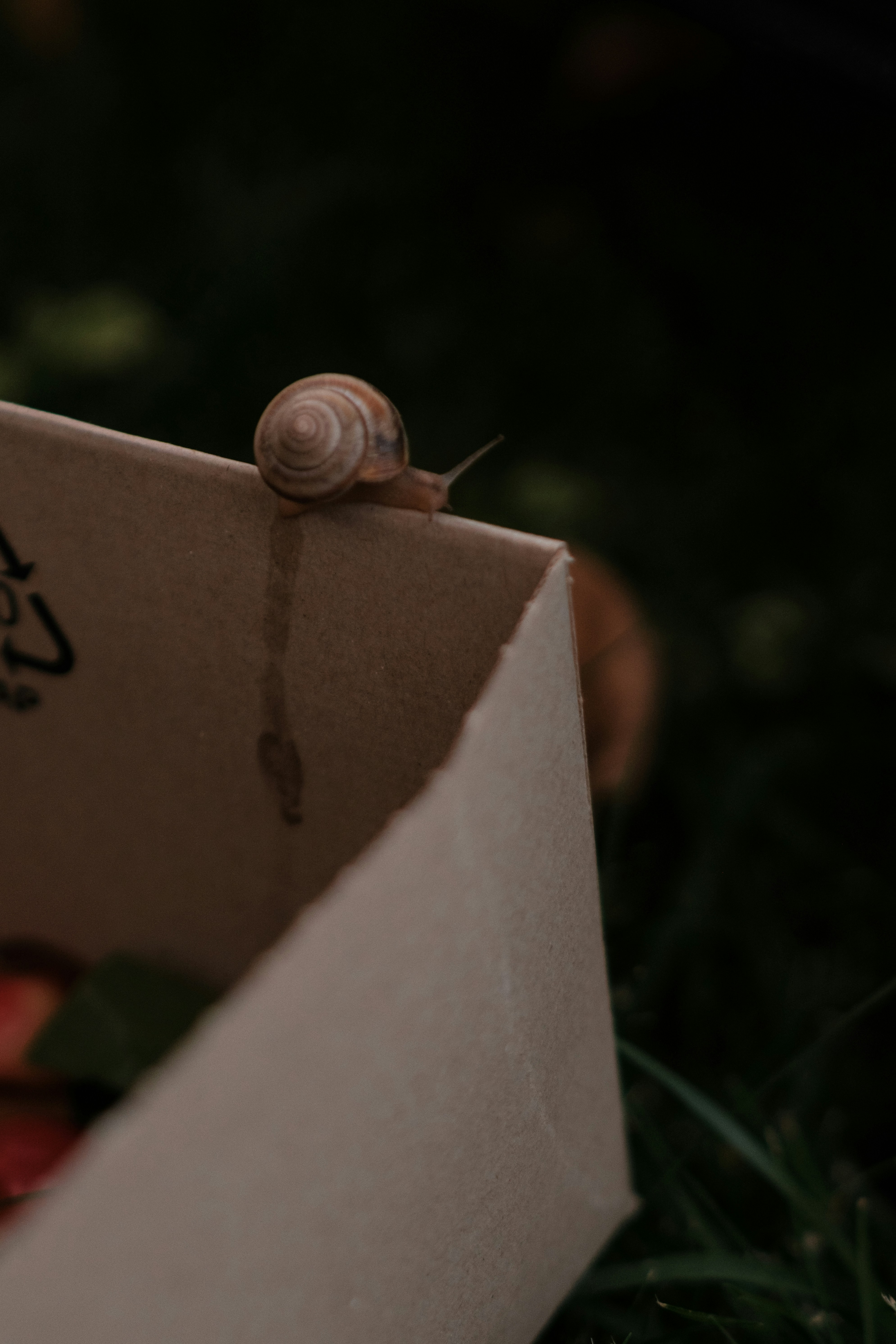 Snail on a cardboard box with a visible trail.