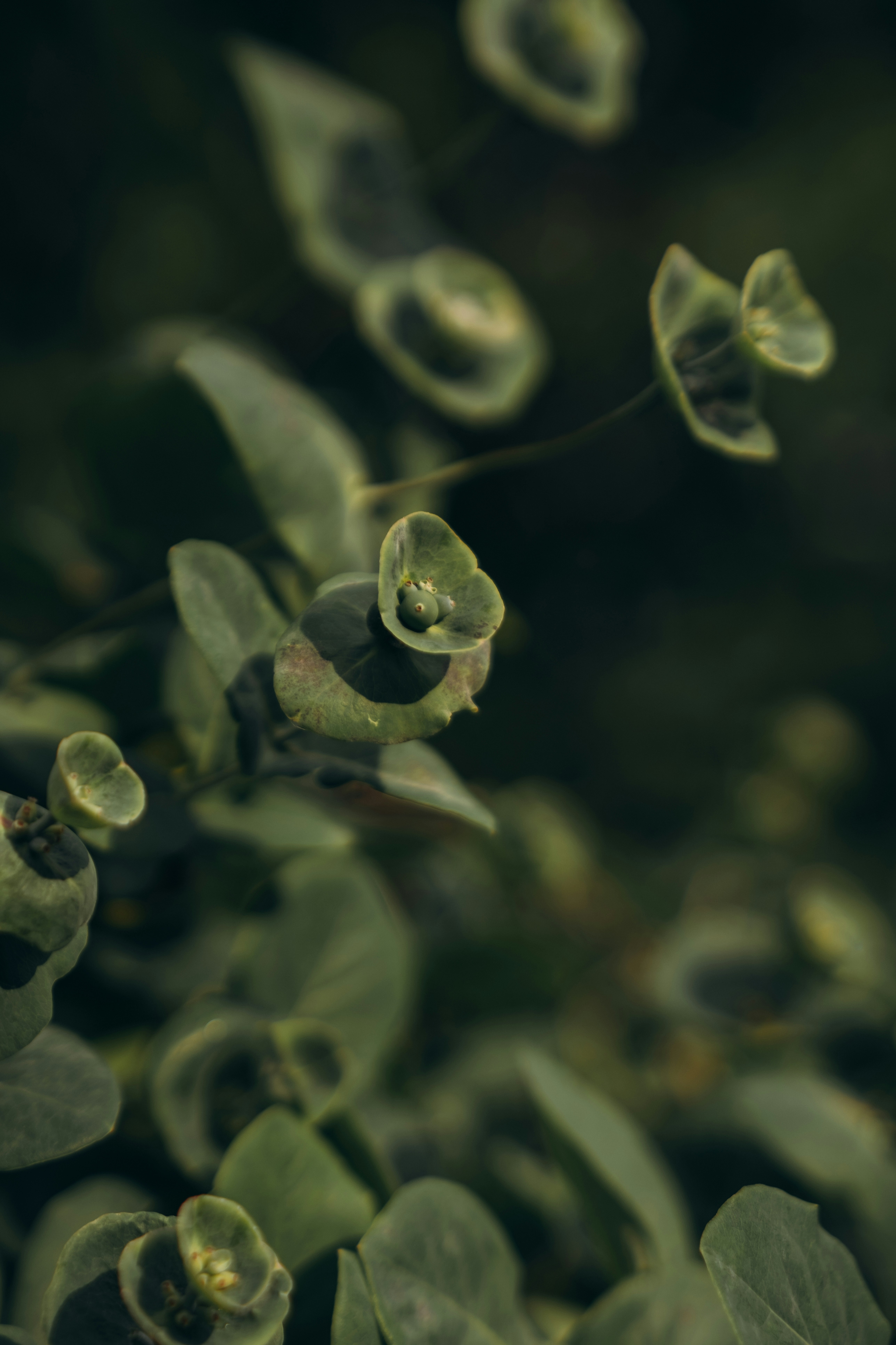 Green leaves against a dark, blurred background.
