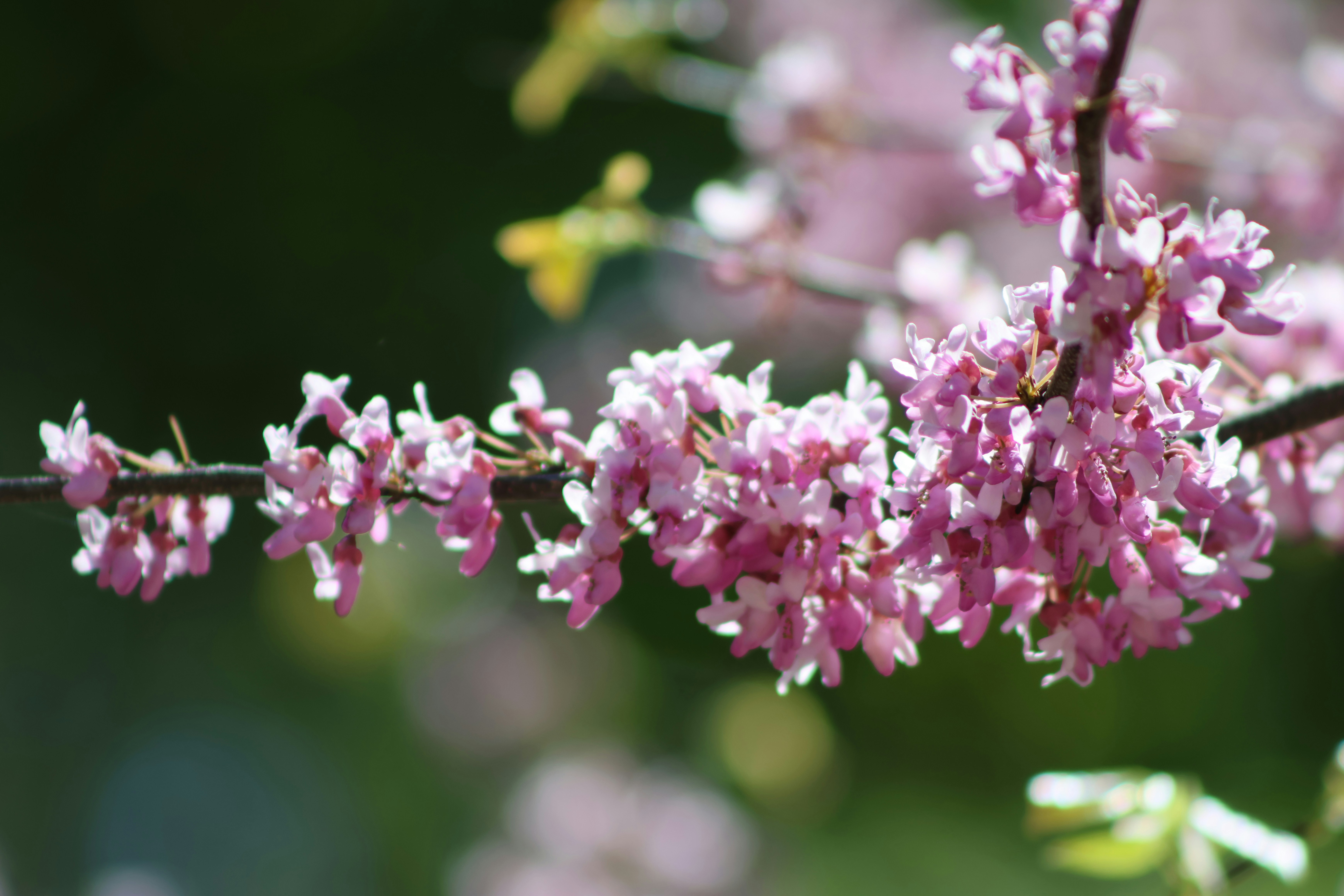 Photo by africantransplantfotos