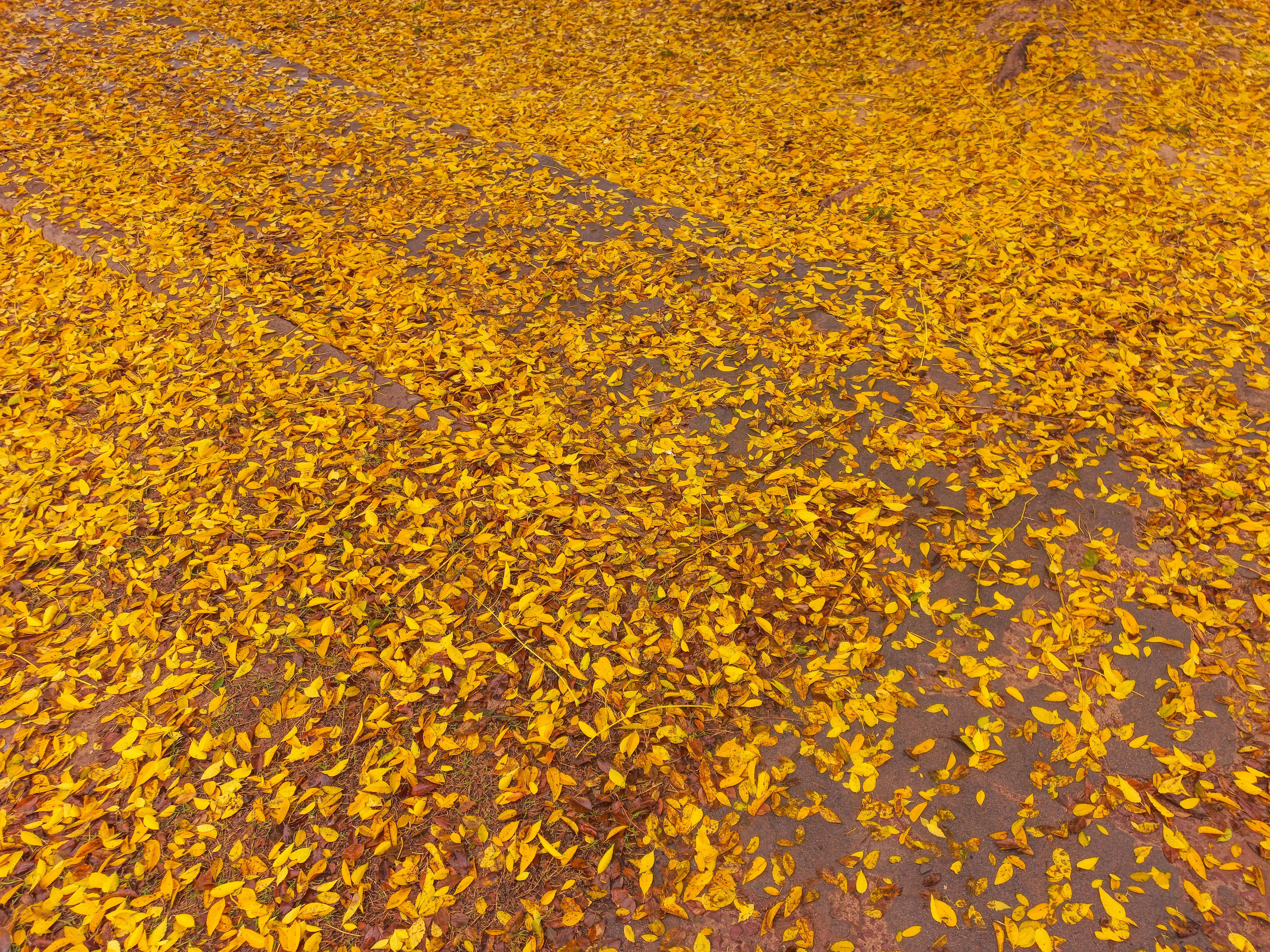 Vibrant yellow leaves scattered across the ground.