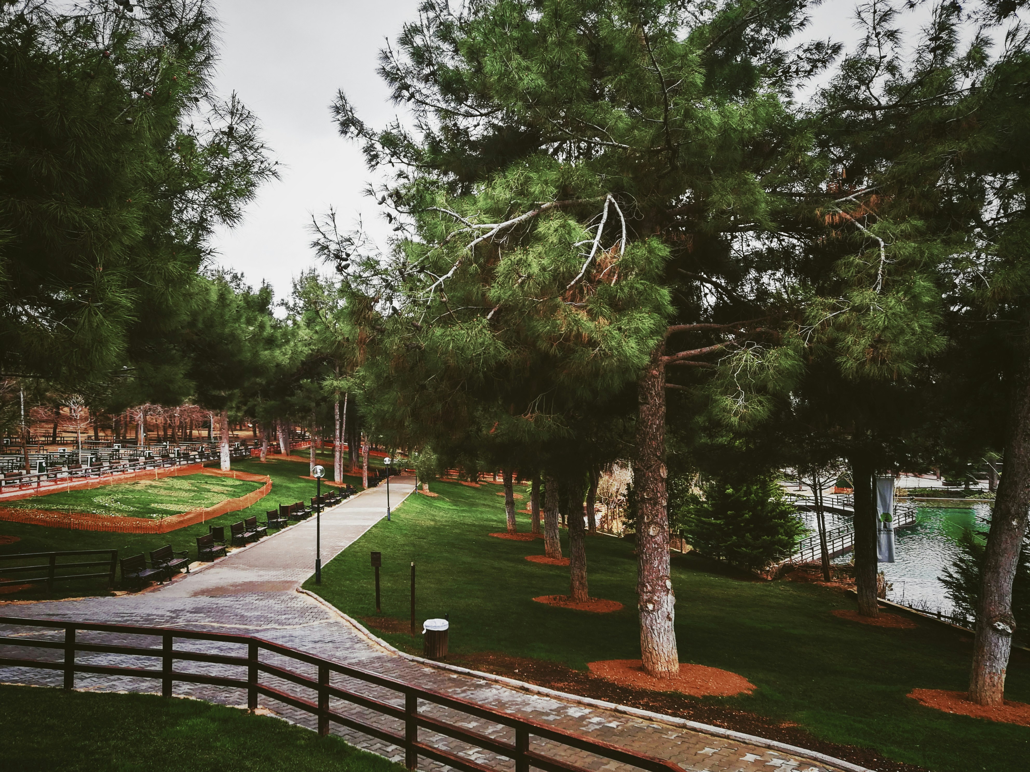 Winding park path with tall pine trees and green lawn.