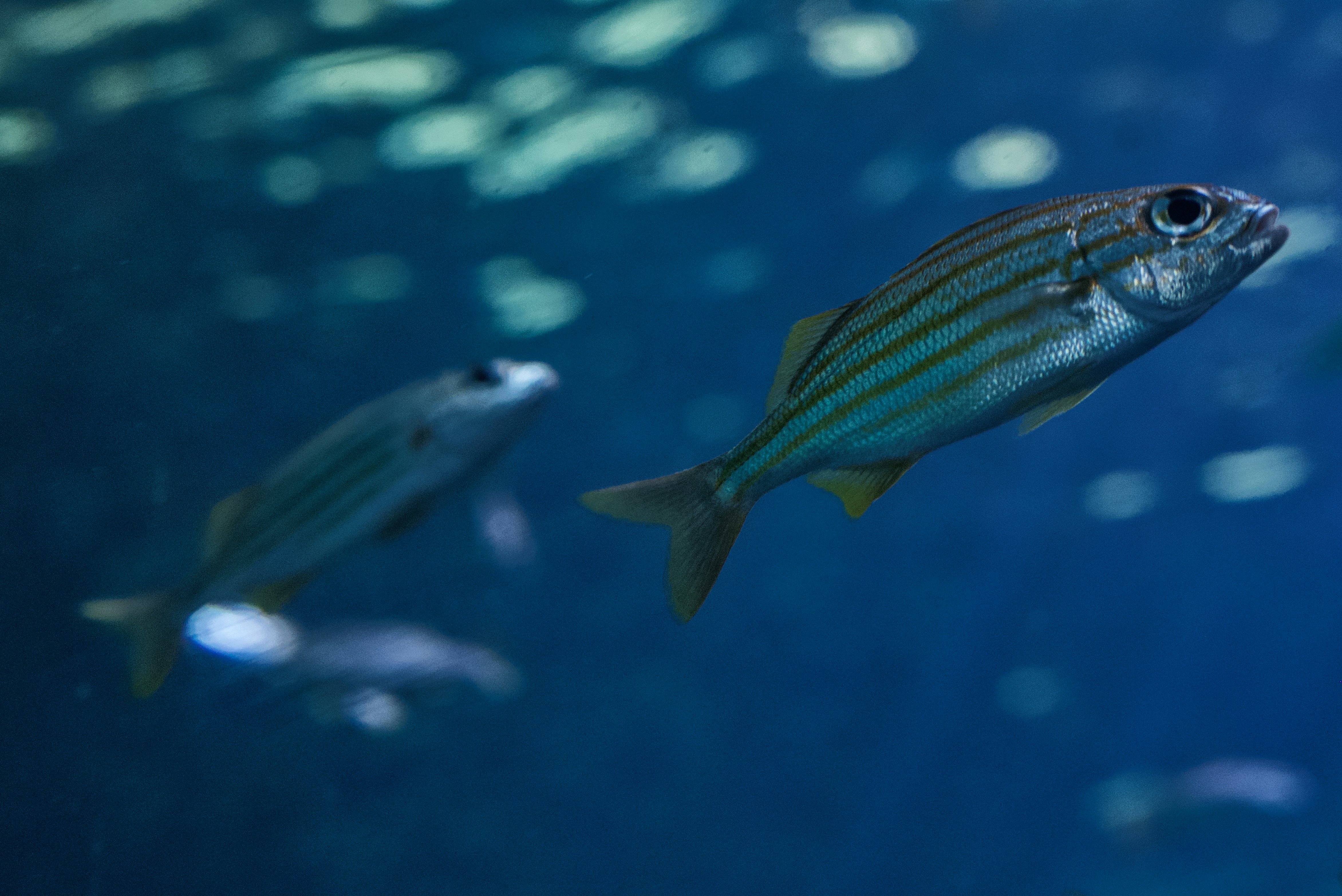 Dua ikan bergaris berenang di air biru.