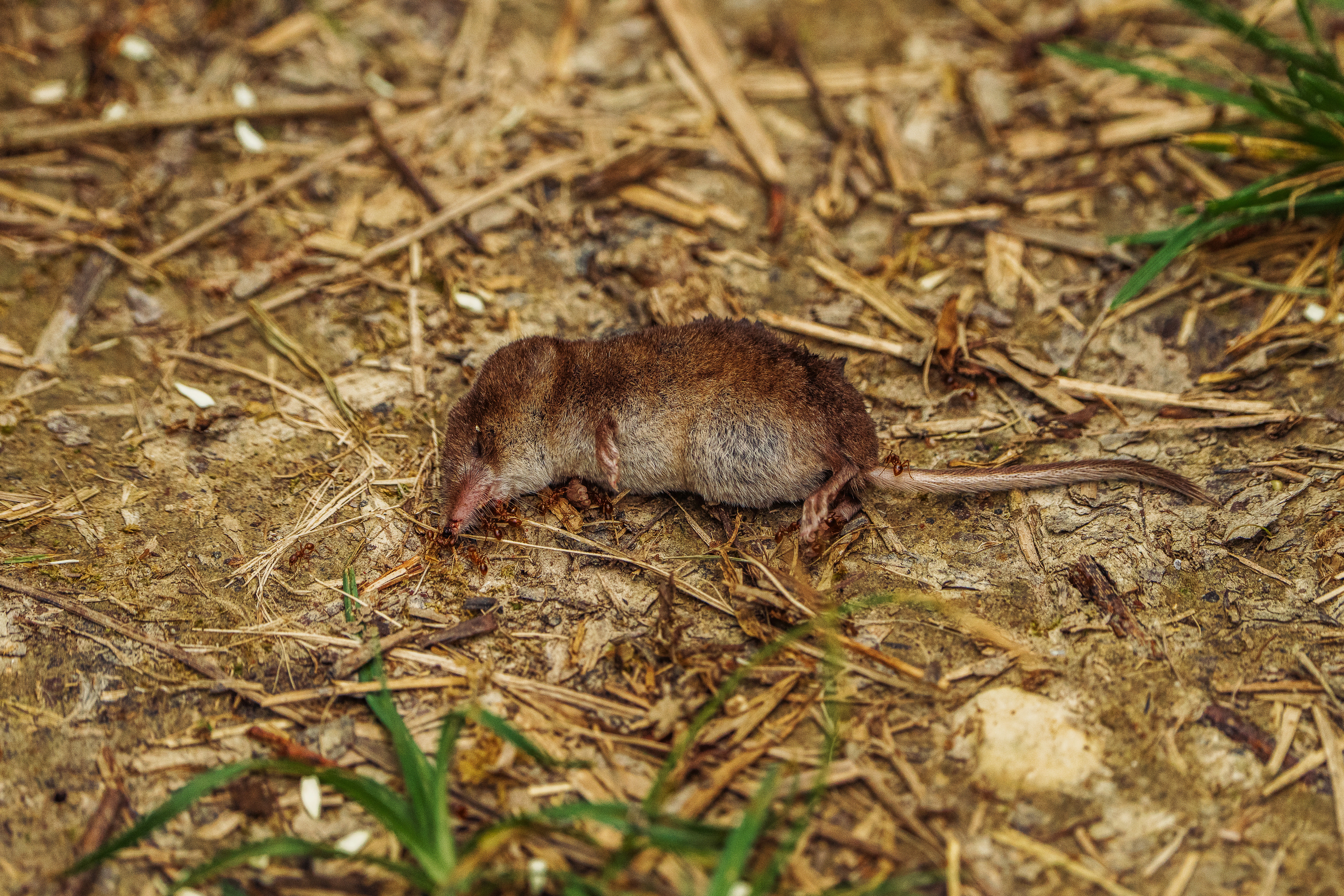 A small brown shrew on dry earth and scattered vegetation.