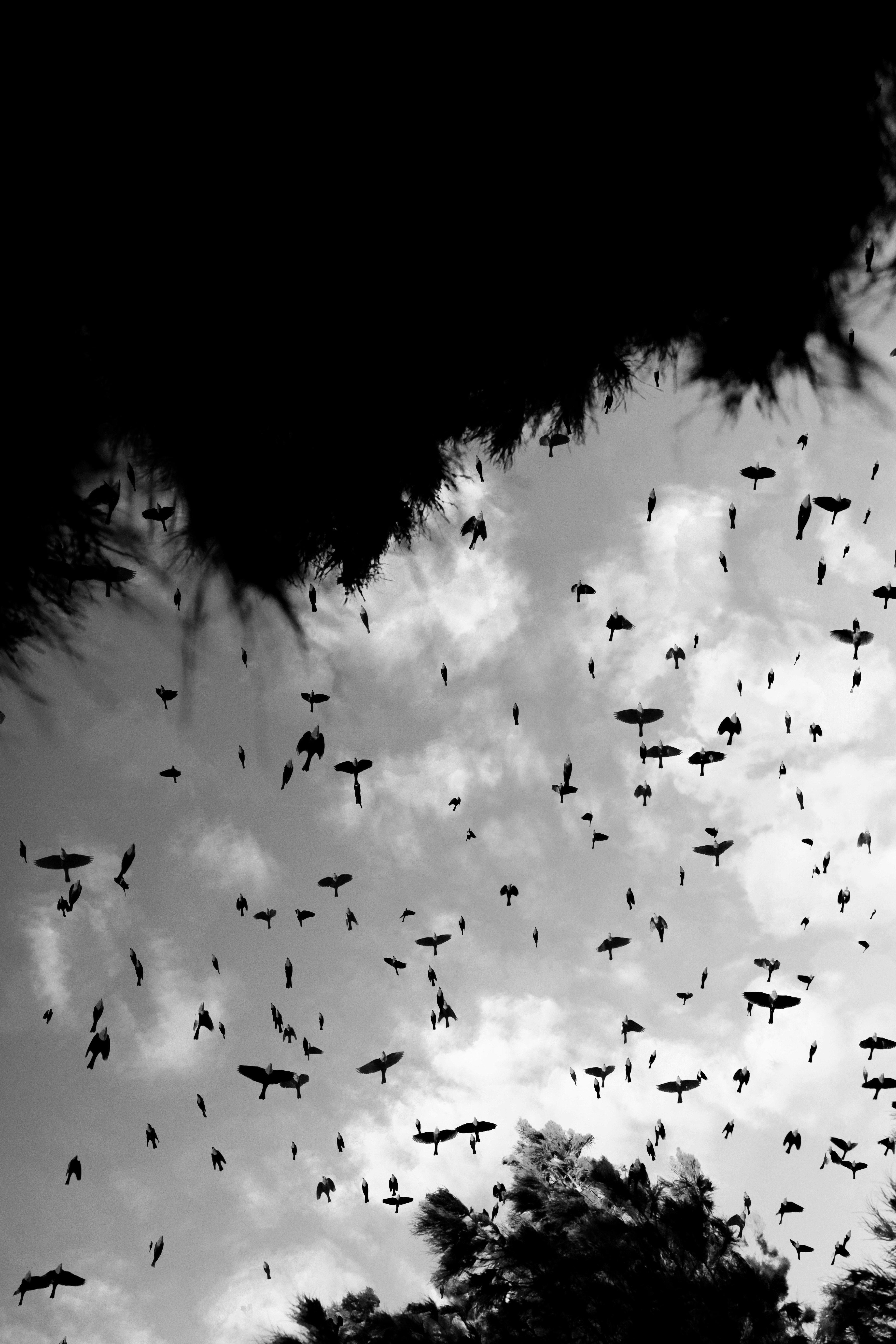 Muchas aves volando contra un cielo nublado con árboles oscuros.