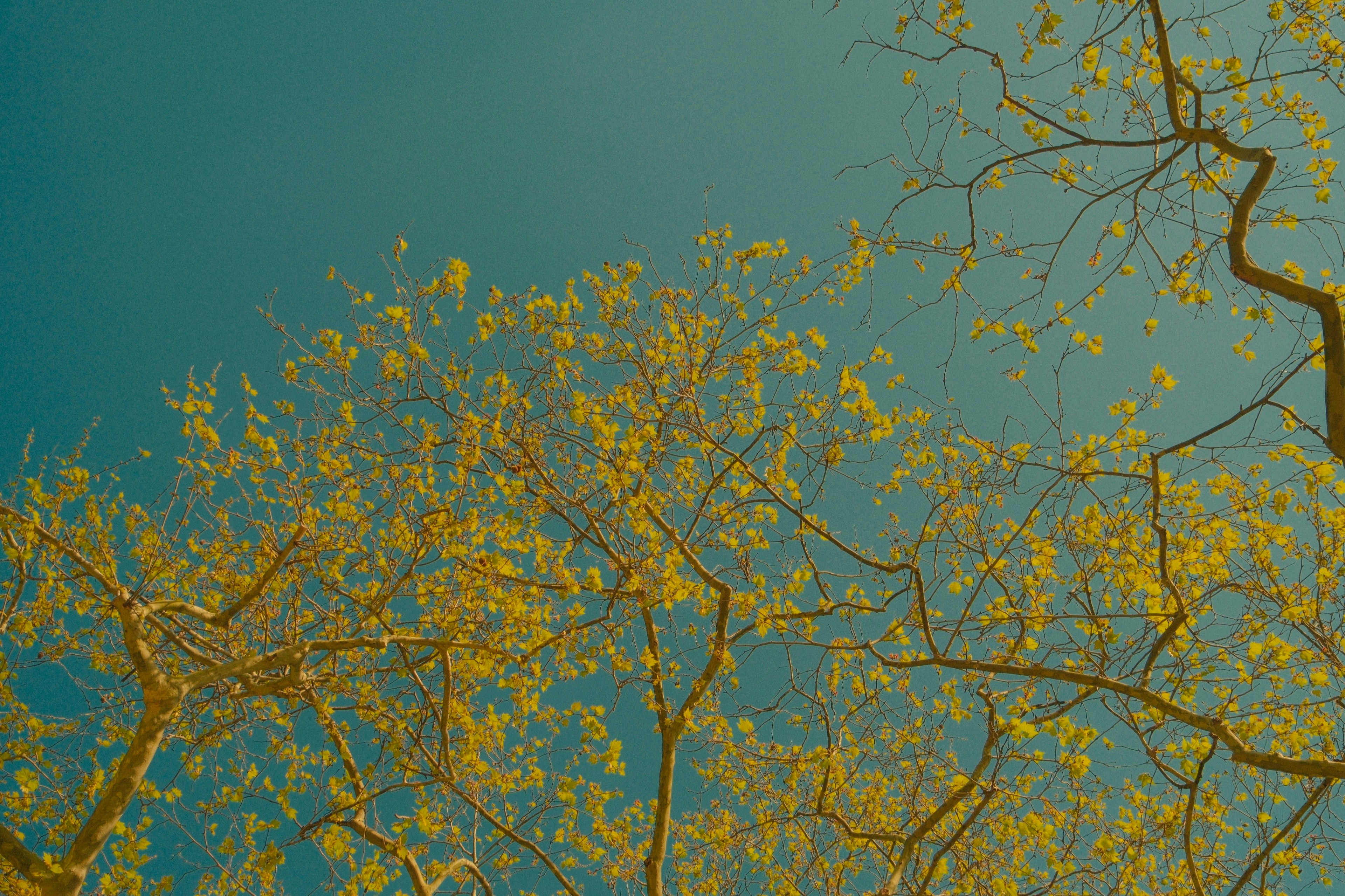 Photo by gokhannn