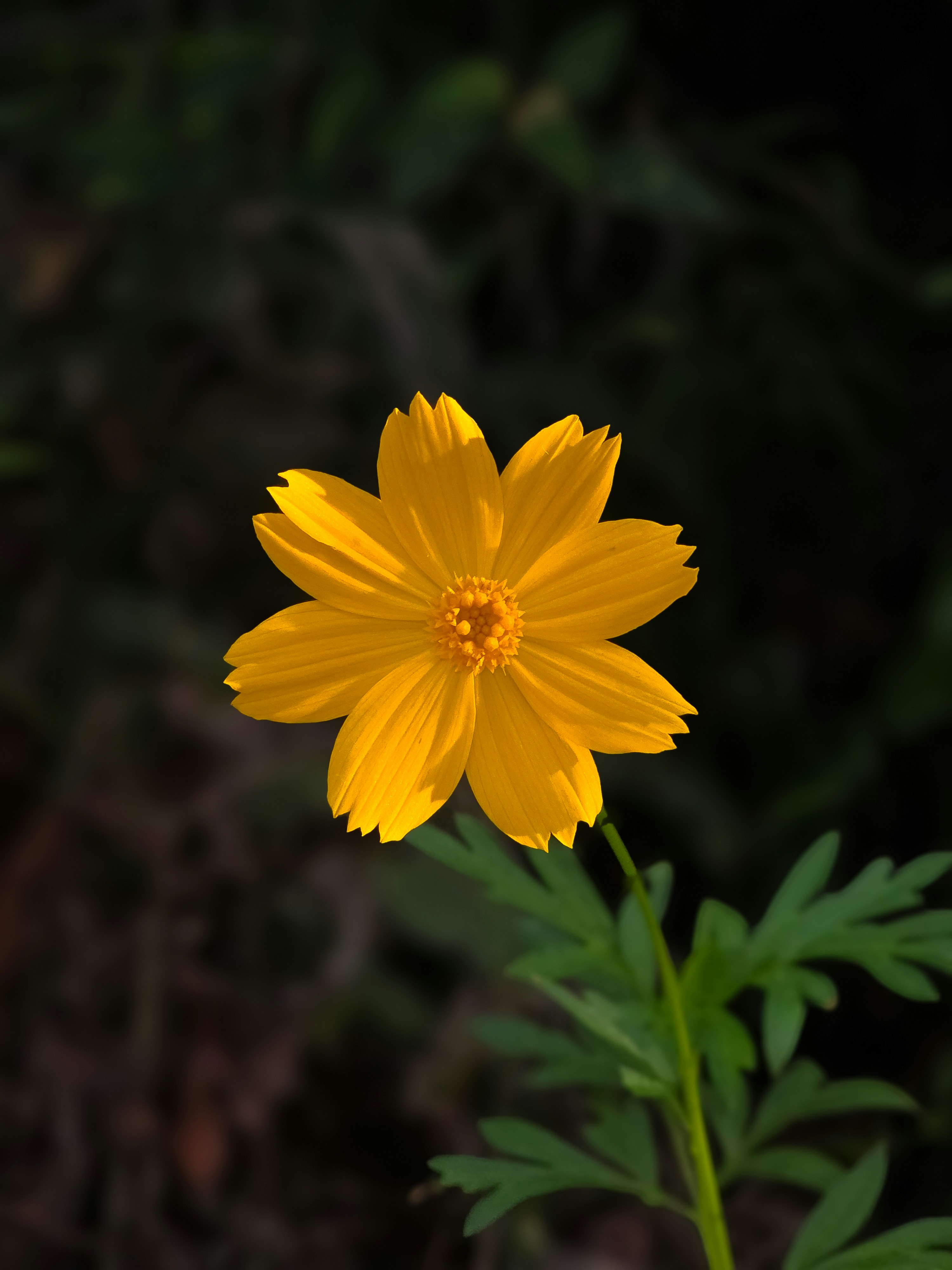 Photo by kcshum