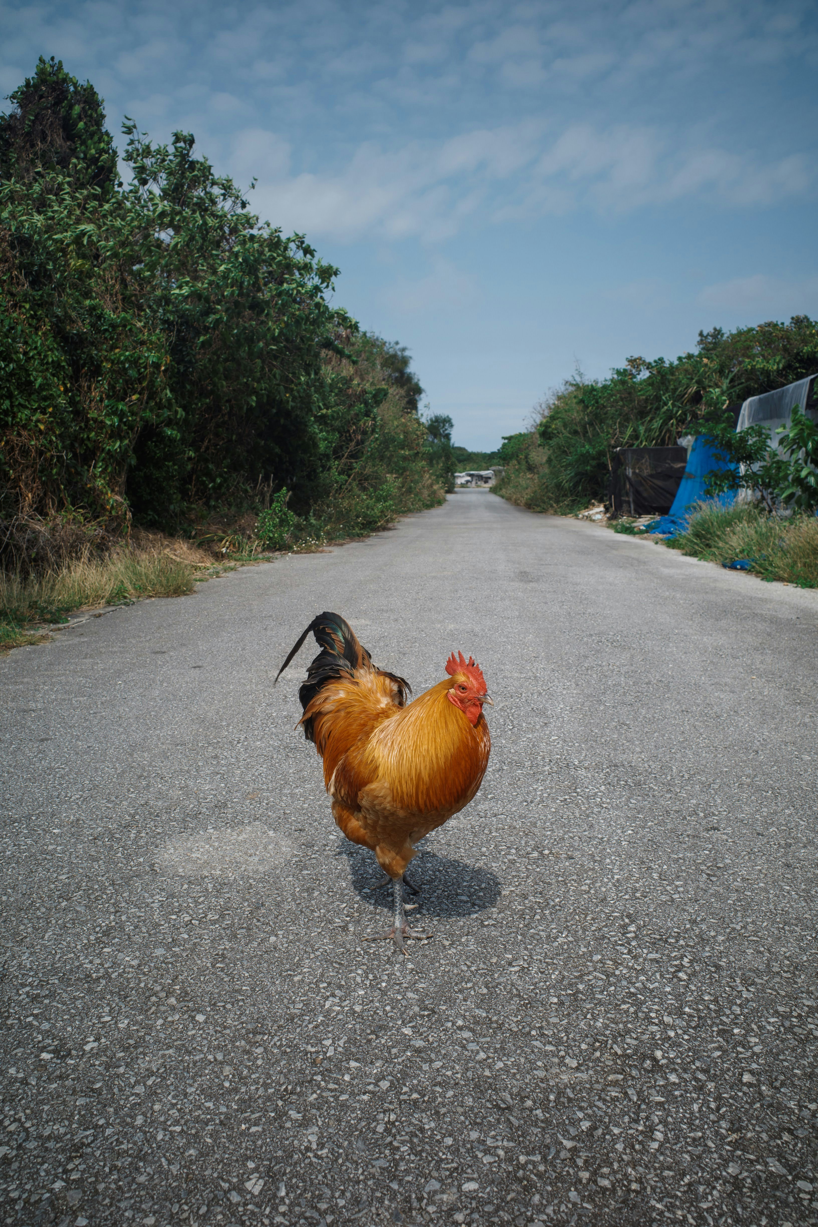 Golden rooster walks on an empty road with green foliage