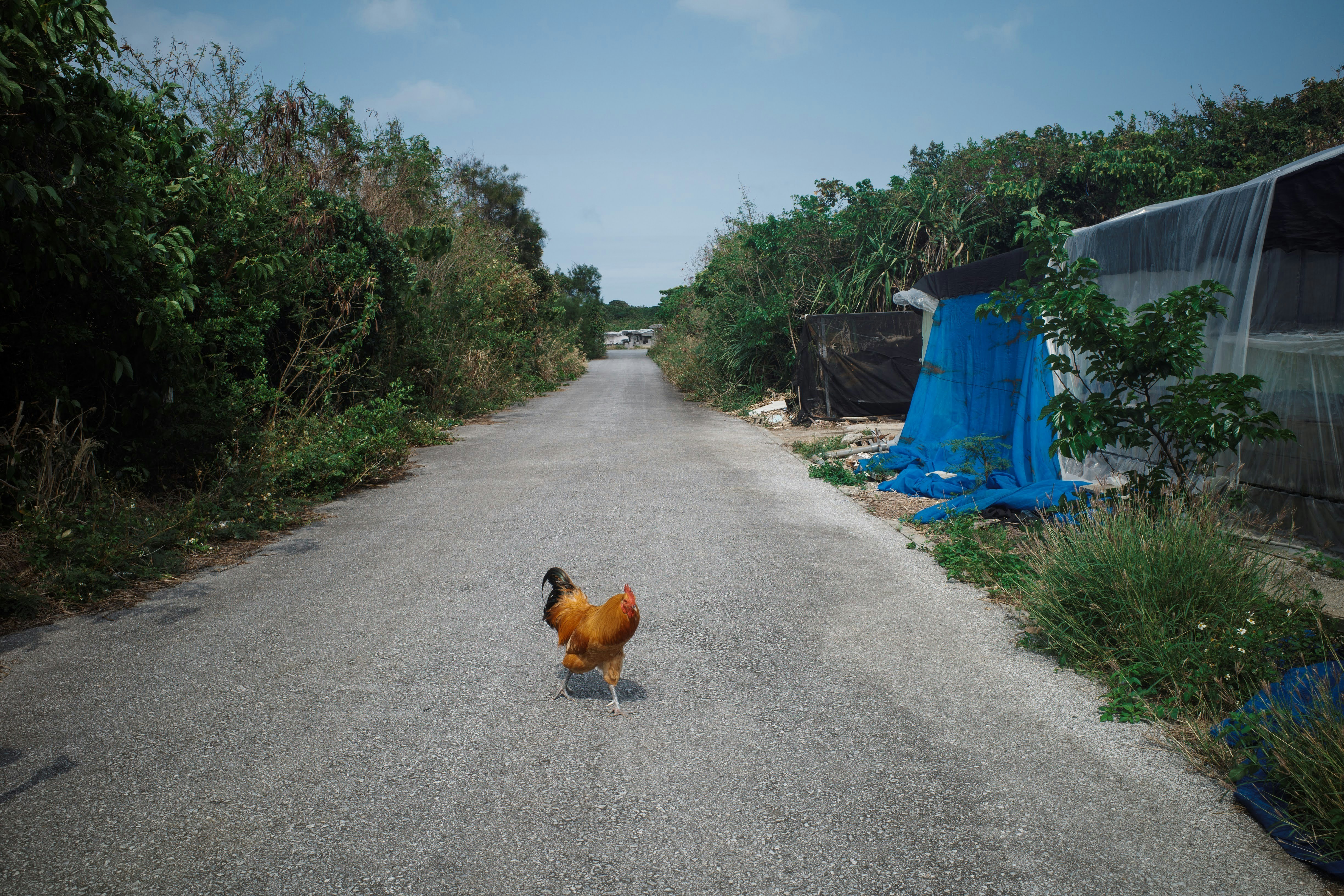 A brown chicken walking on a paved road