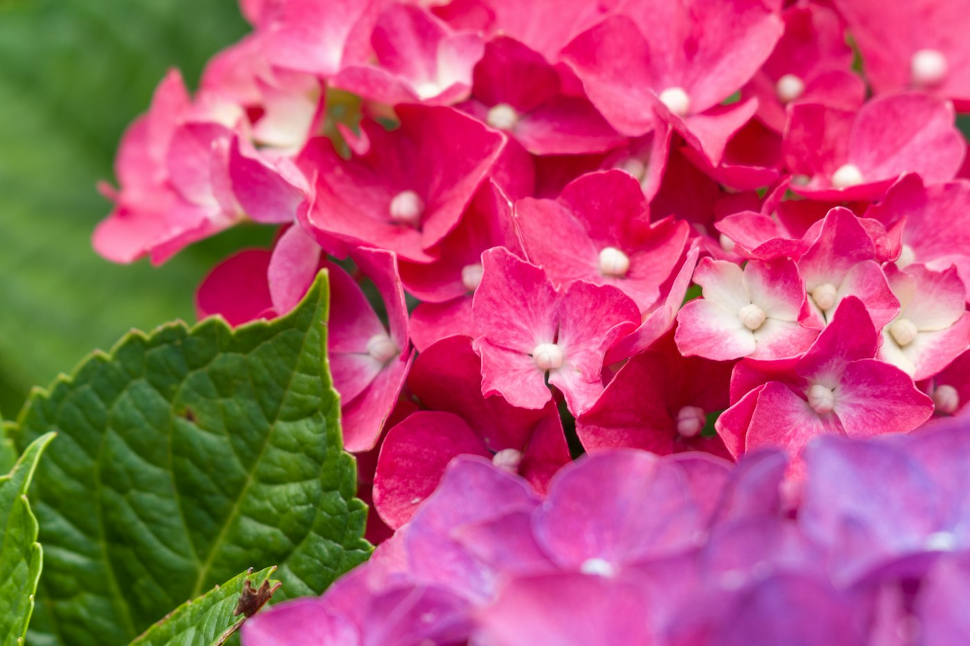 Pink and purple hydrangea blooms in the middle of a color change