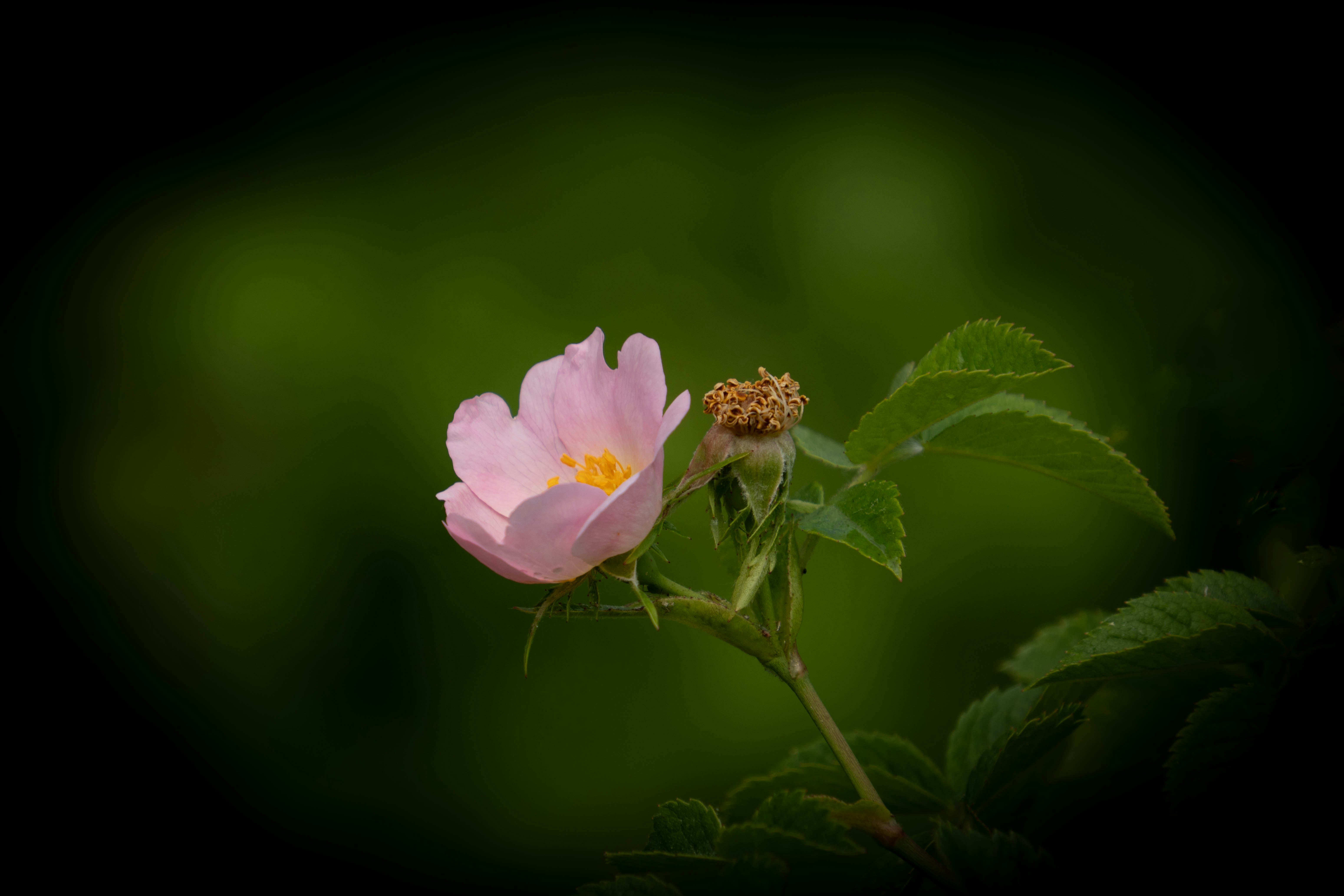 Un fiore rosa vibrante sboccia su uno sfondo verde scuro.
