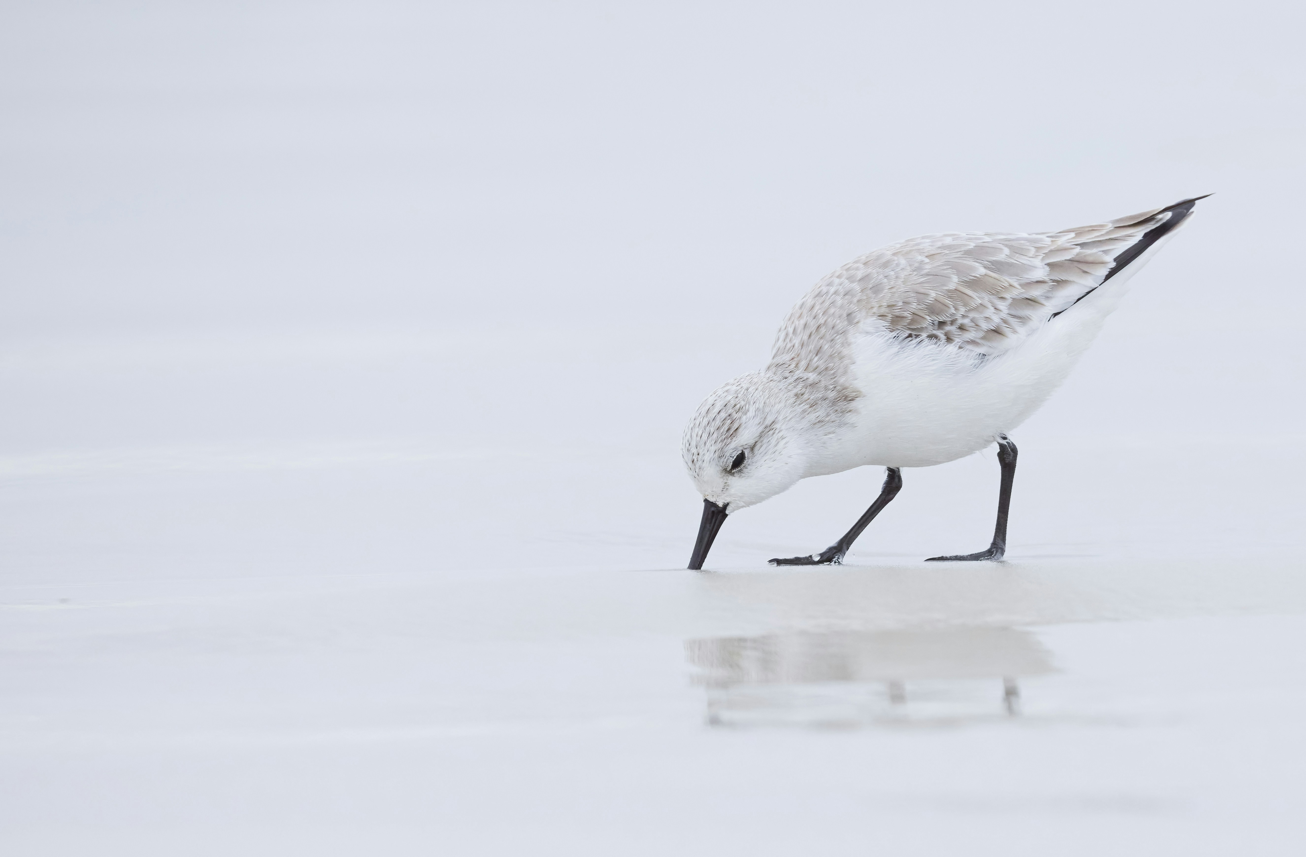 Photo by whitewings
