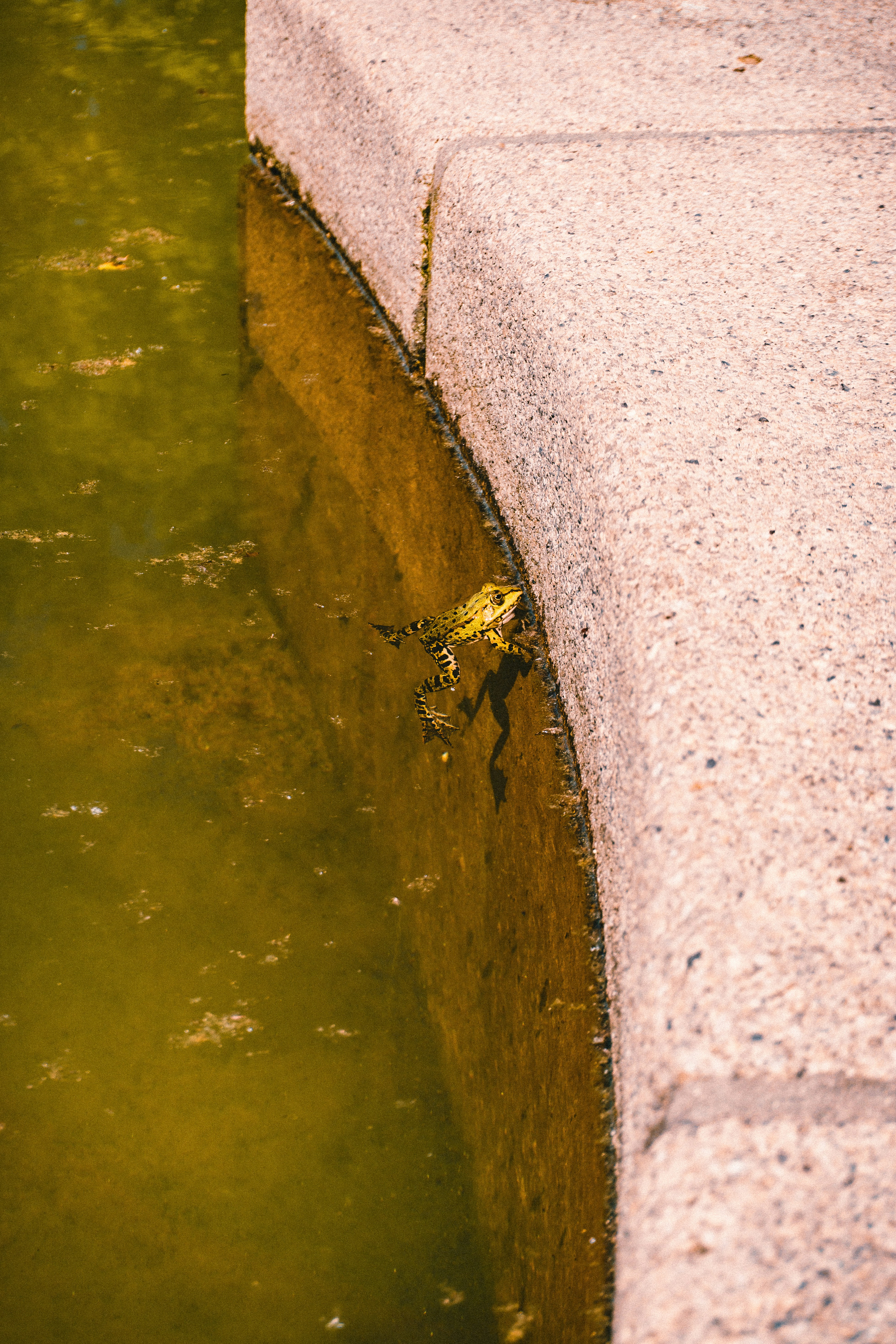 Frog in green, murky water by a curved concrete edge.