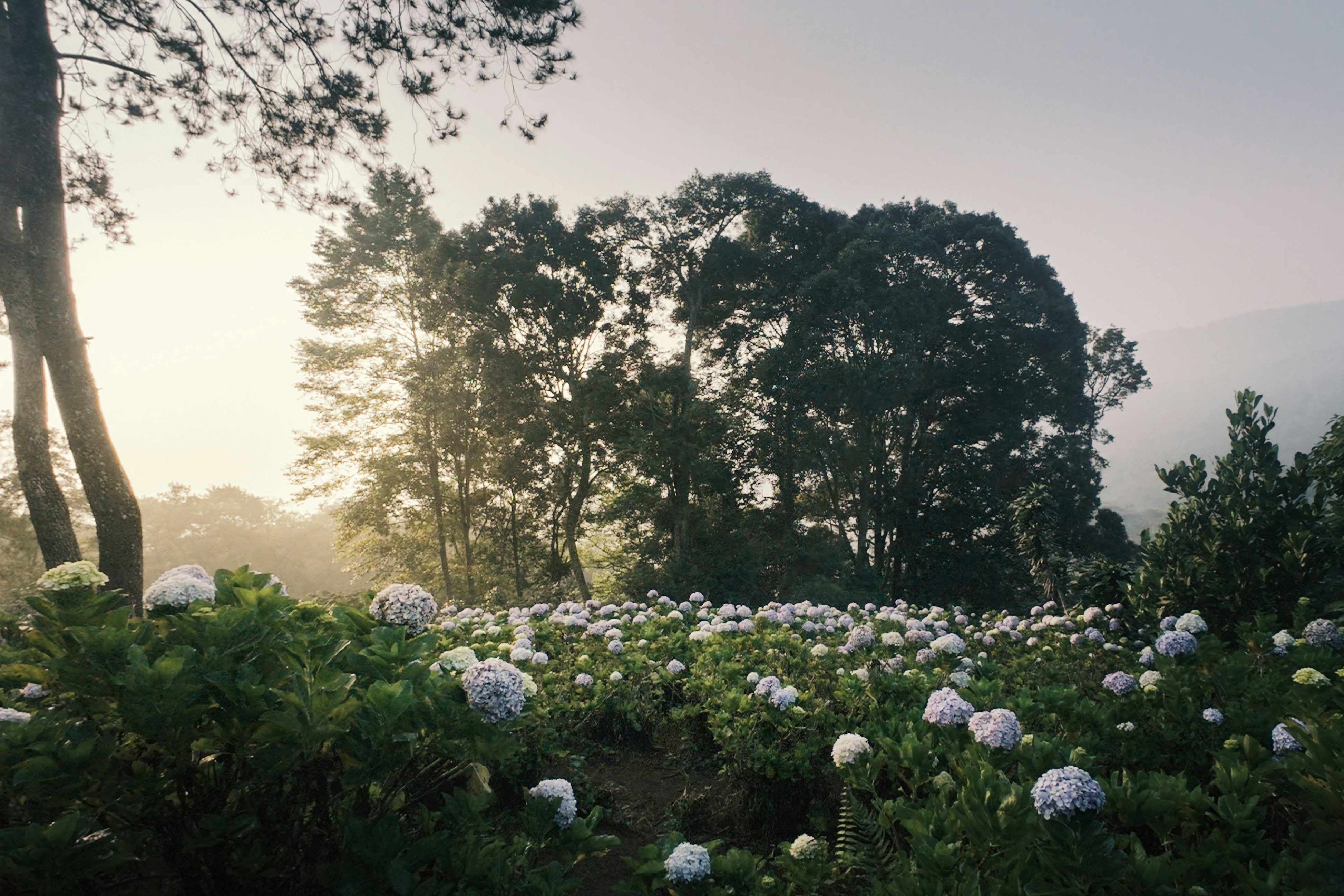 Misty morning light over a field of hydrangeas and trees.