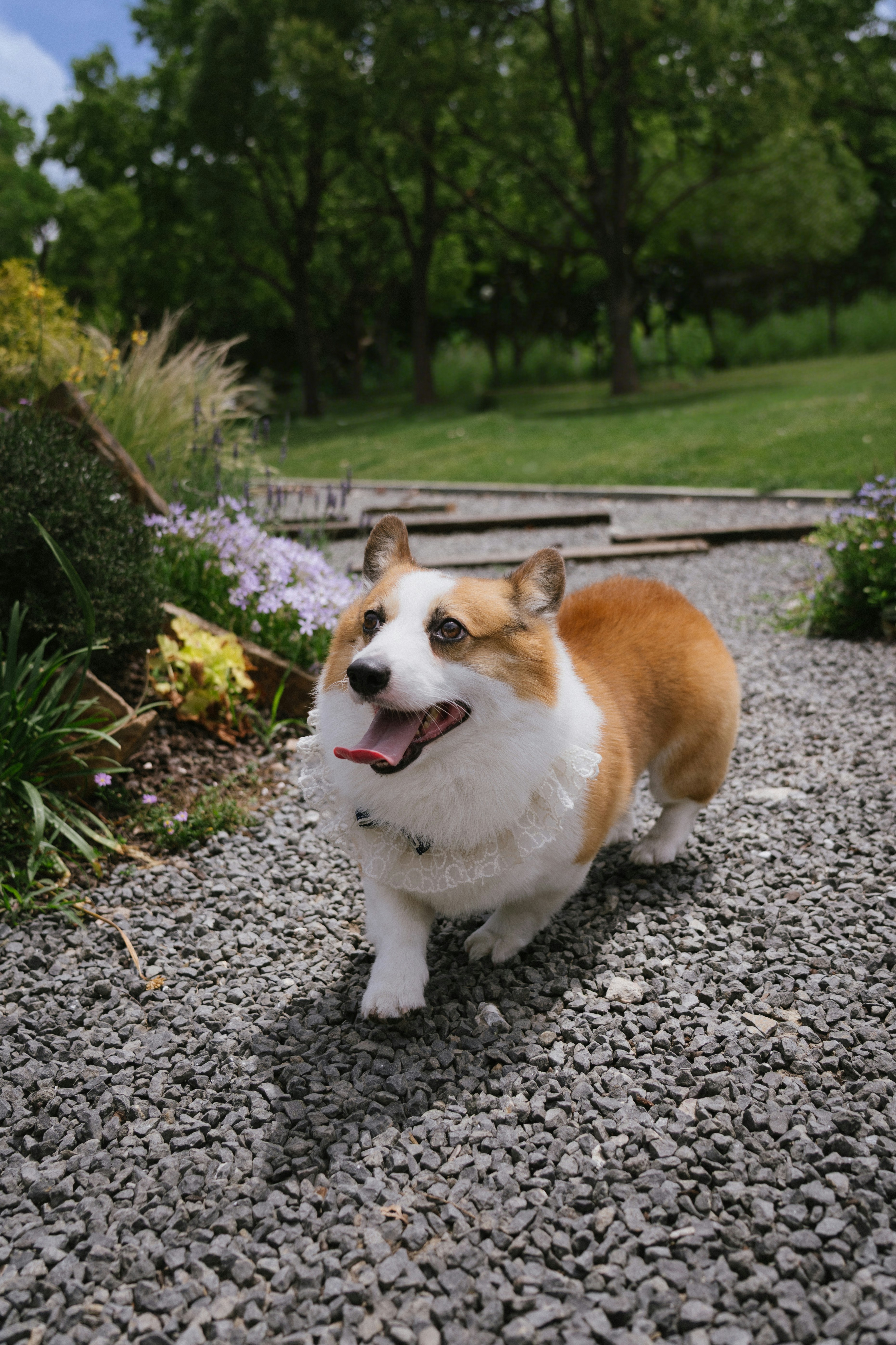 Seekor anjing corgi dengan senang hati berjalan di jalan berkerikil.
