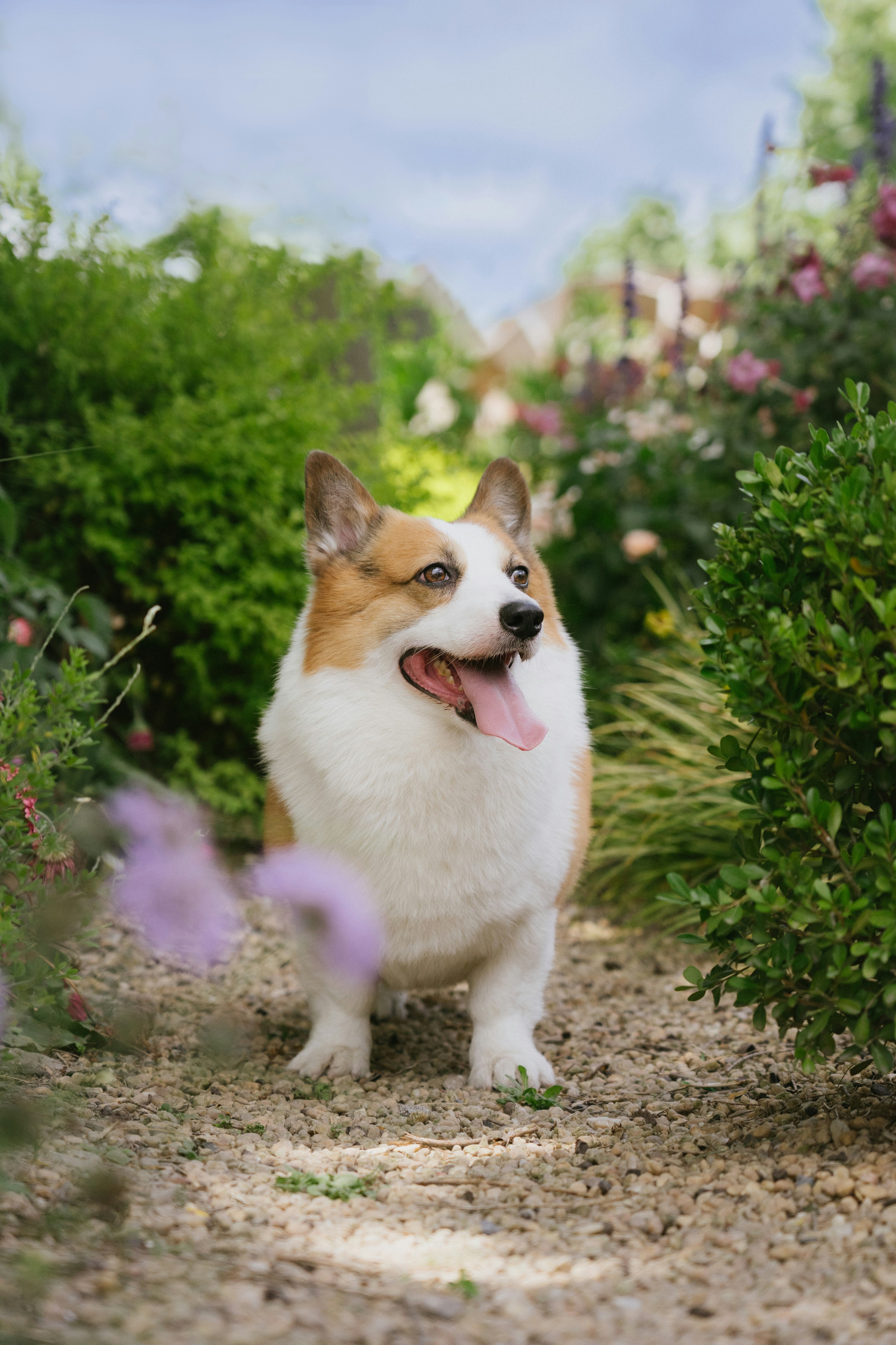 Anjing Corgi berdiri di jalan setapak taman dengan lidah keluar.