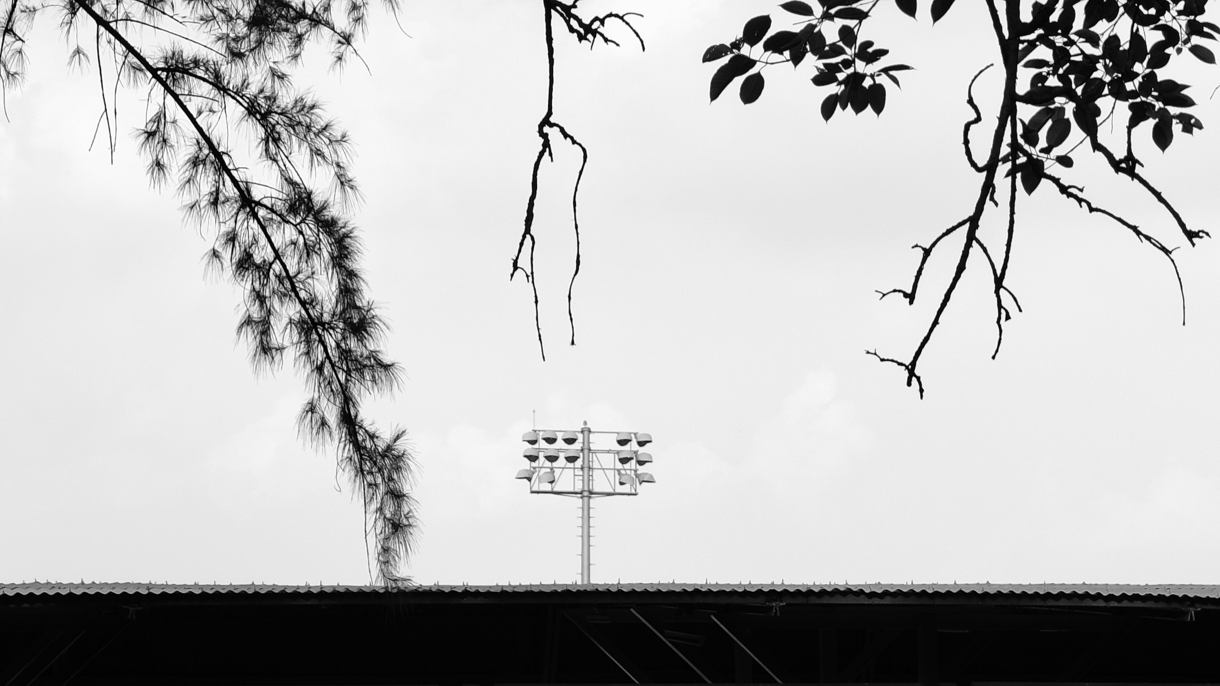 Silhouetted tree branches frame a central light structure.