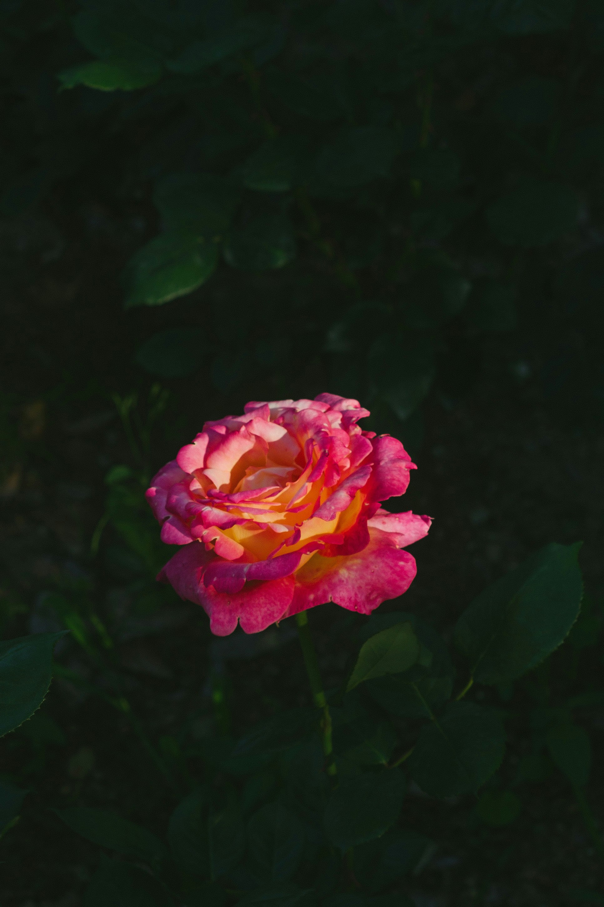 Photo by wwonnssikk