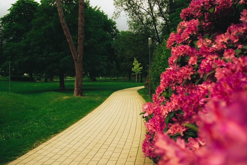 花の咲く公園の散歩道